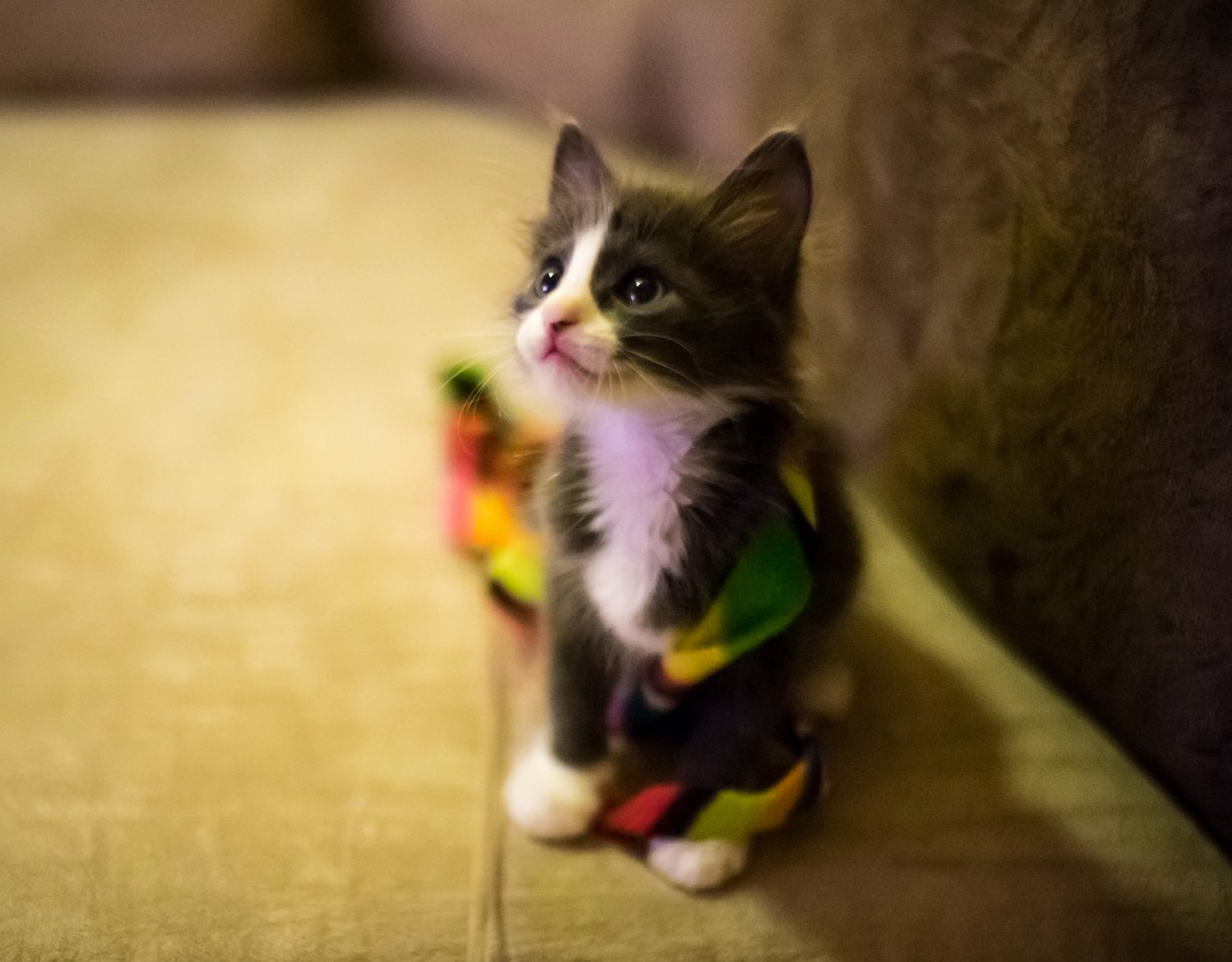 Fostering This Fuzz Ball Boots. Might Just End Up Keeping Him.