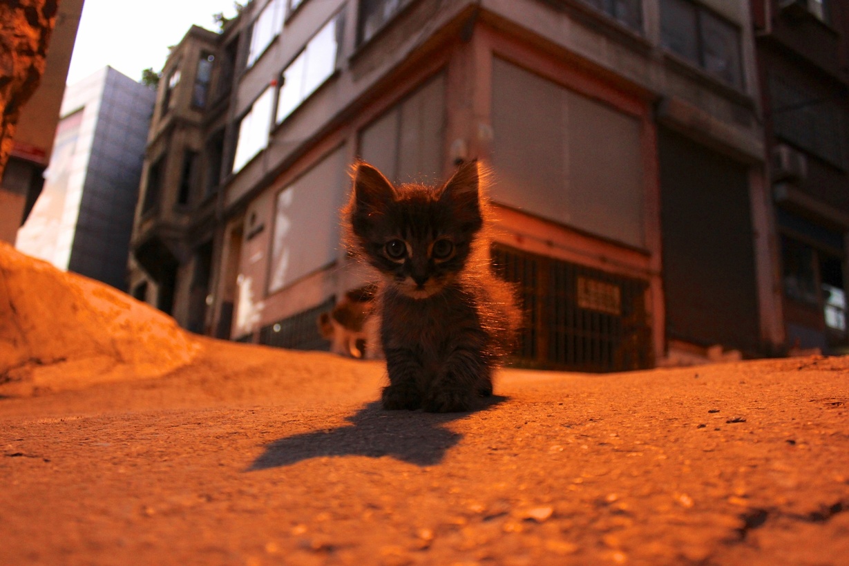 Found This Little Guy During a Night Walk in Istanbul
