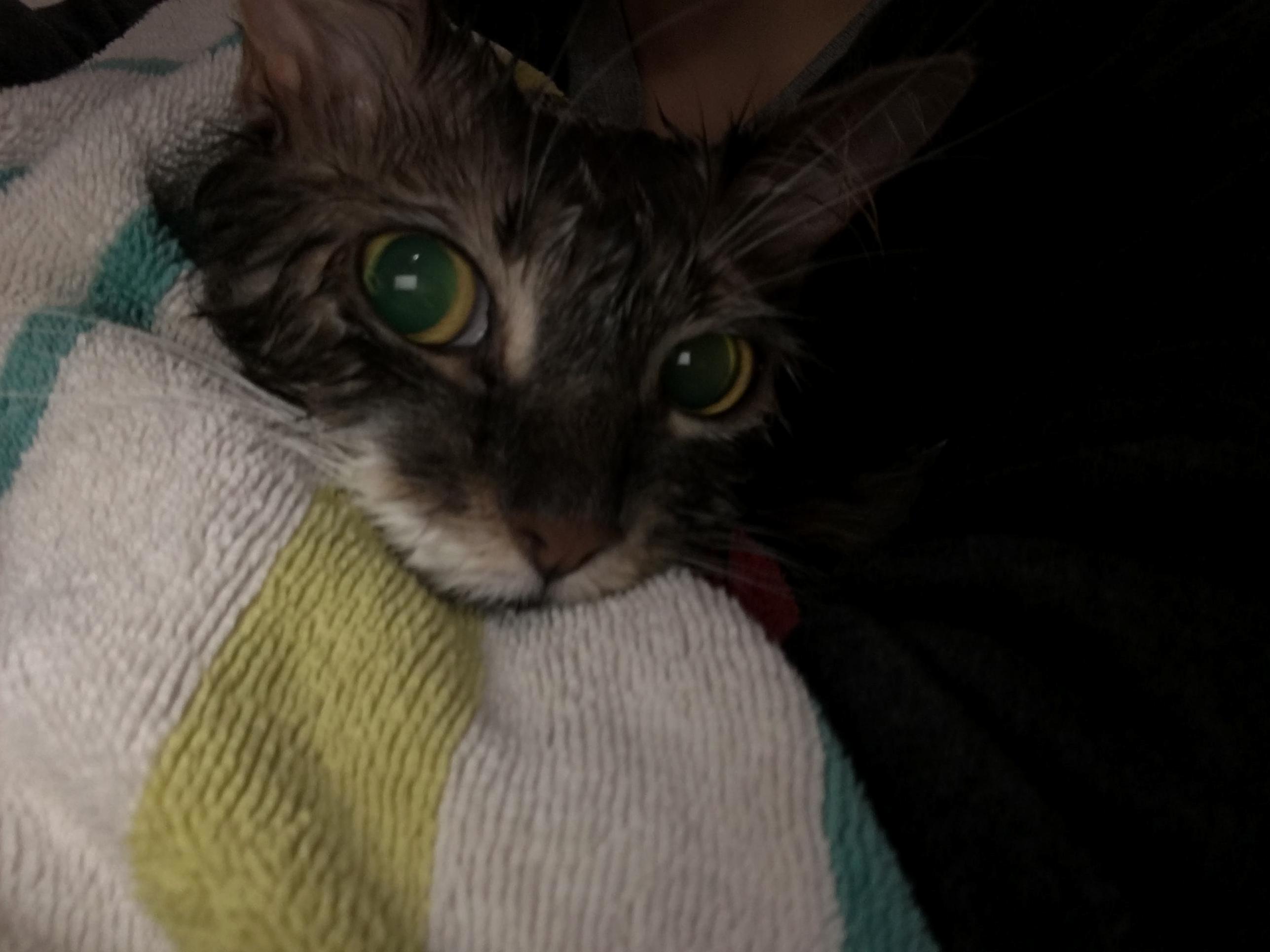 Fresh Out the Flea Bath.