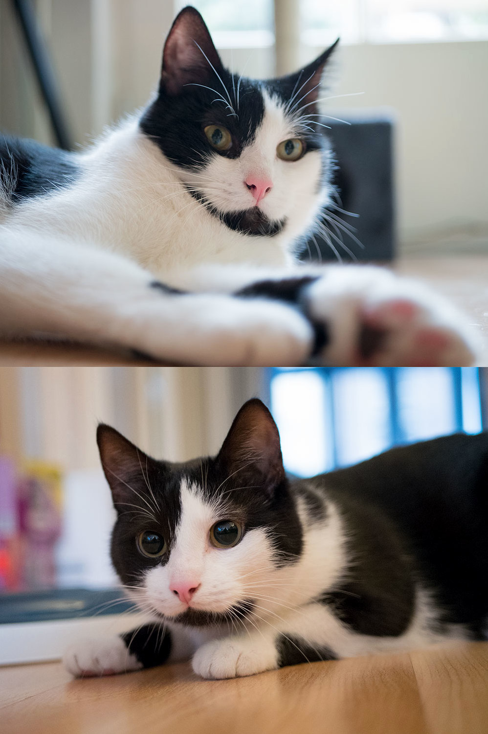 From Wise Old Man to Playful Kitten in One Minute