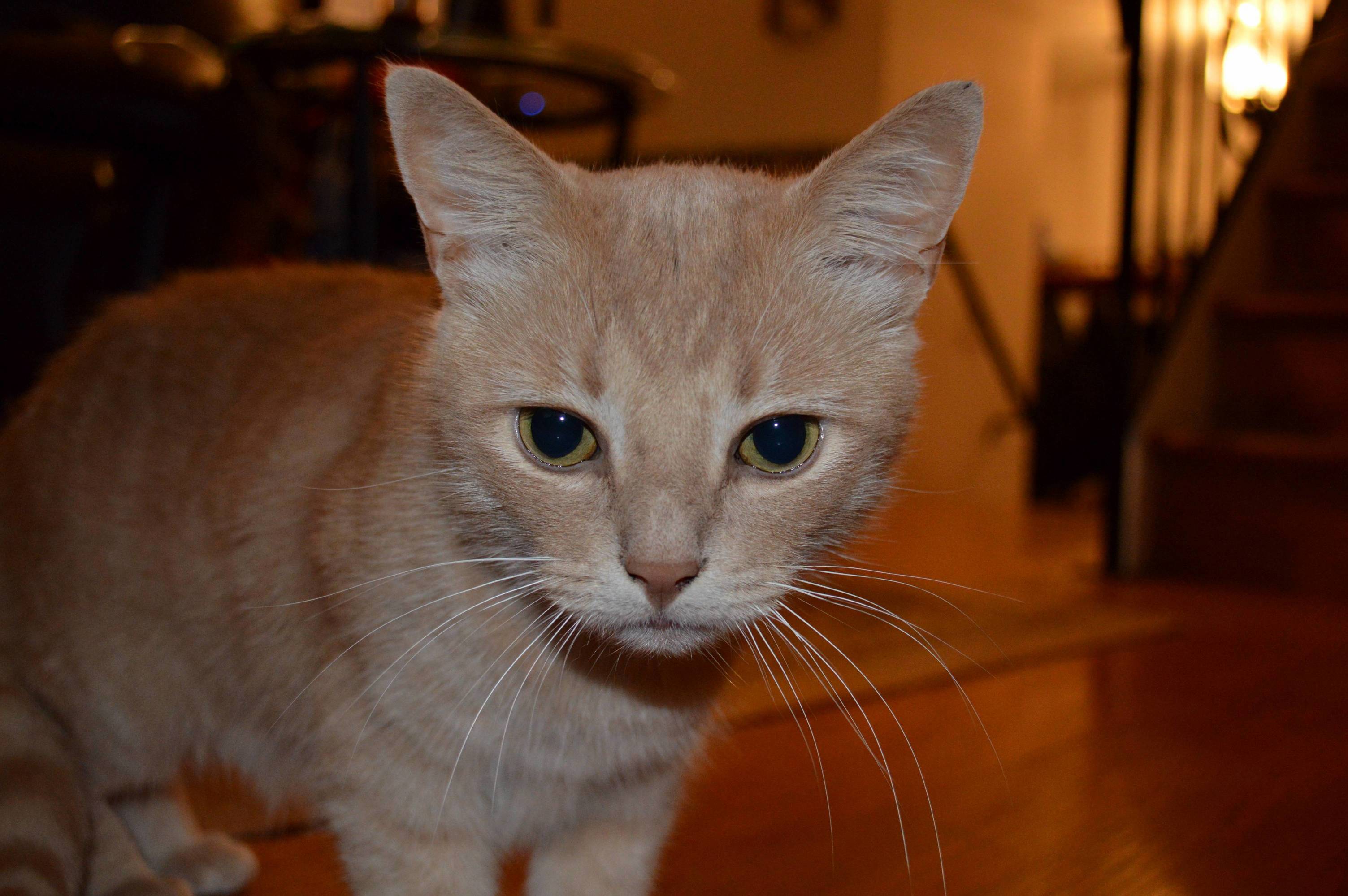 Garfield Wants to See the Camera.
