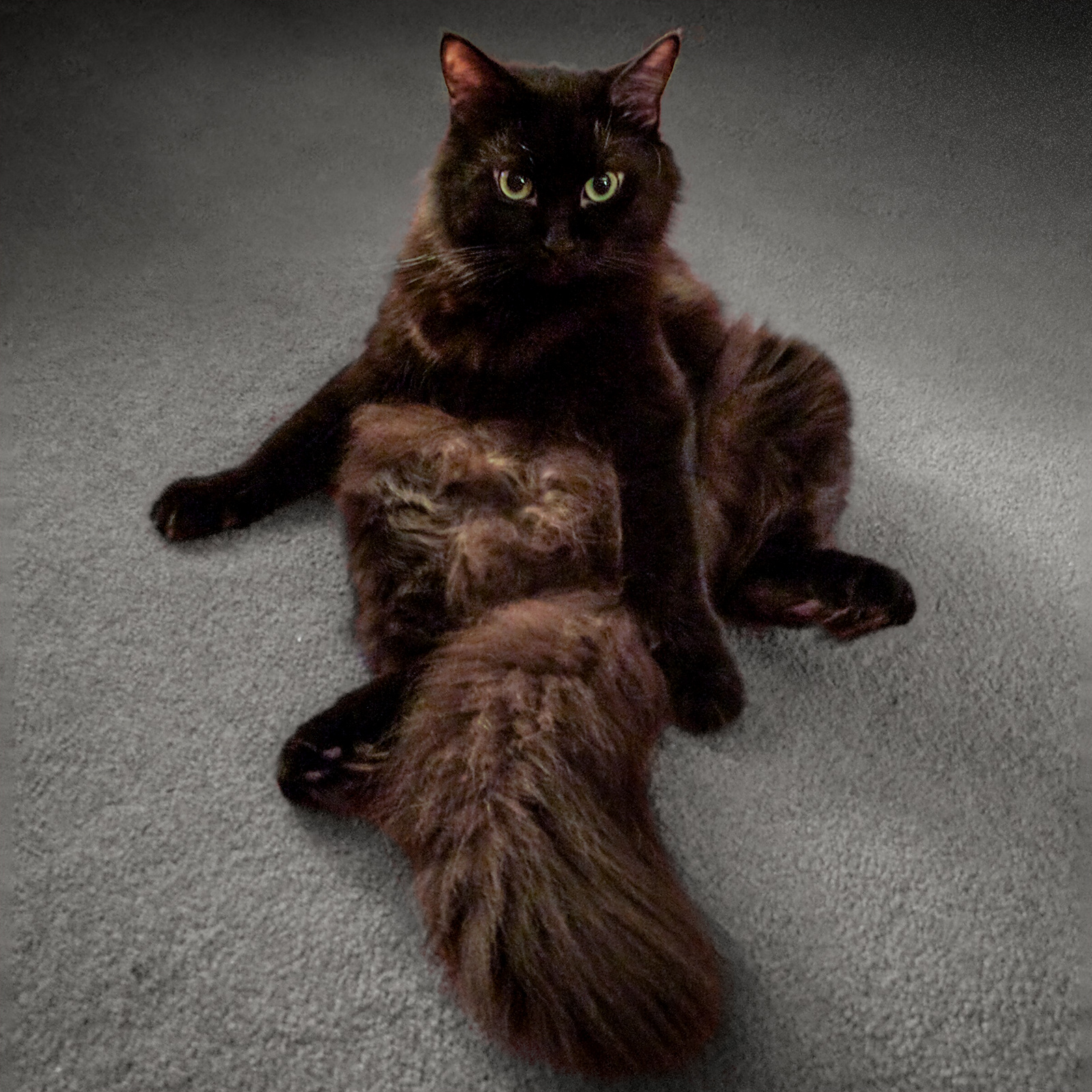 Gaspard My Floor Floof