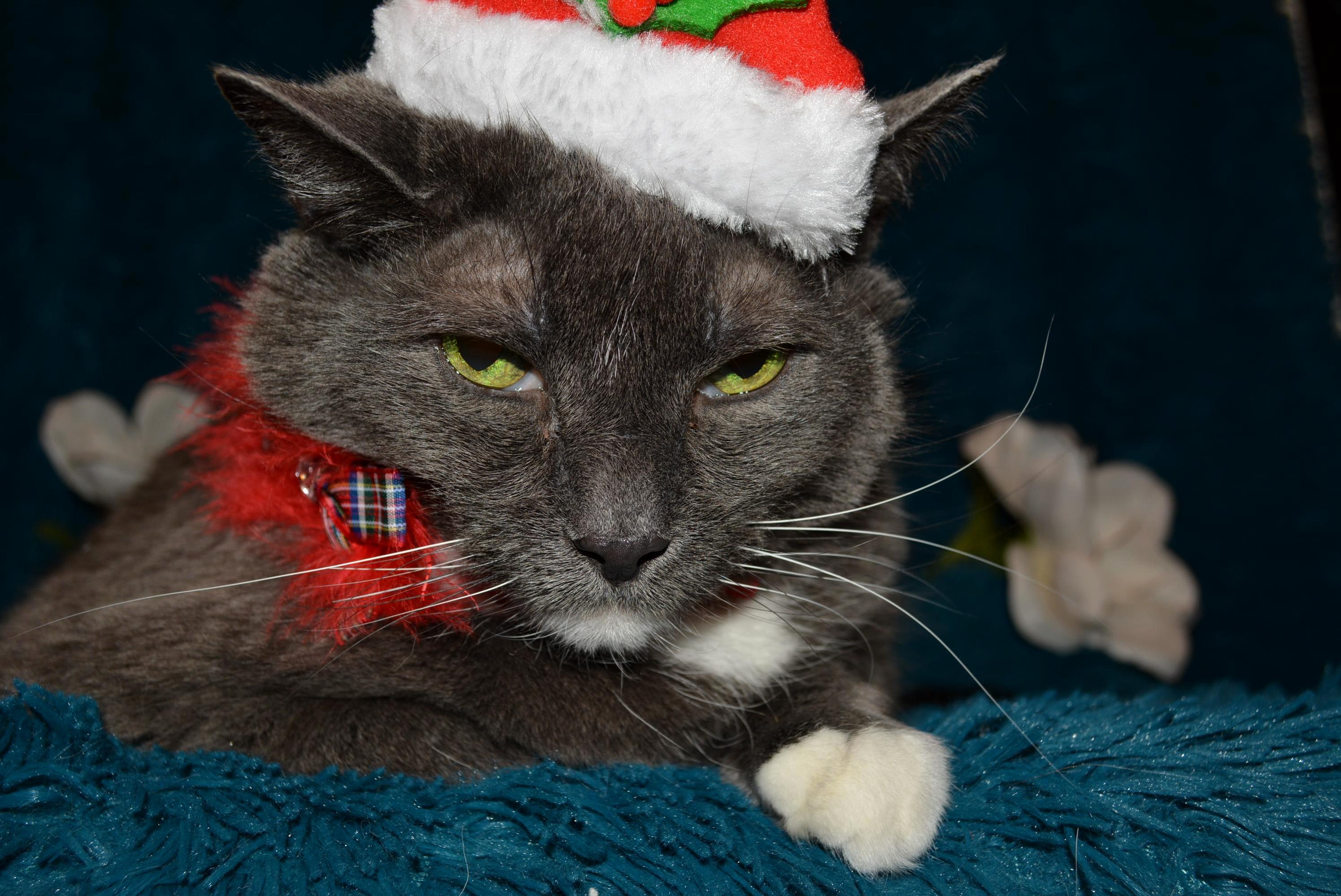 Geeeesh Looks Like Somekitty Is a Grinch This Year...