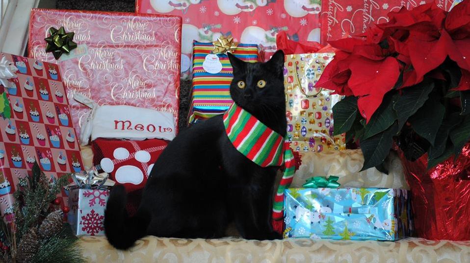 George Cannot Wait Until Christmas.