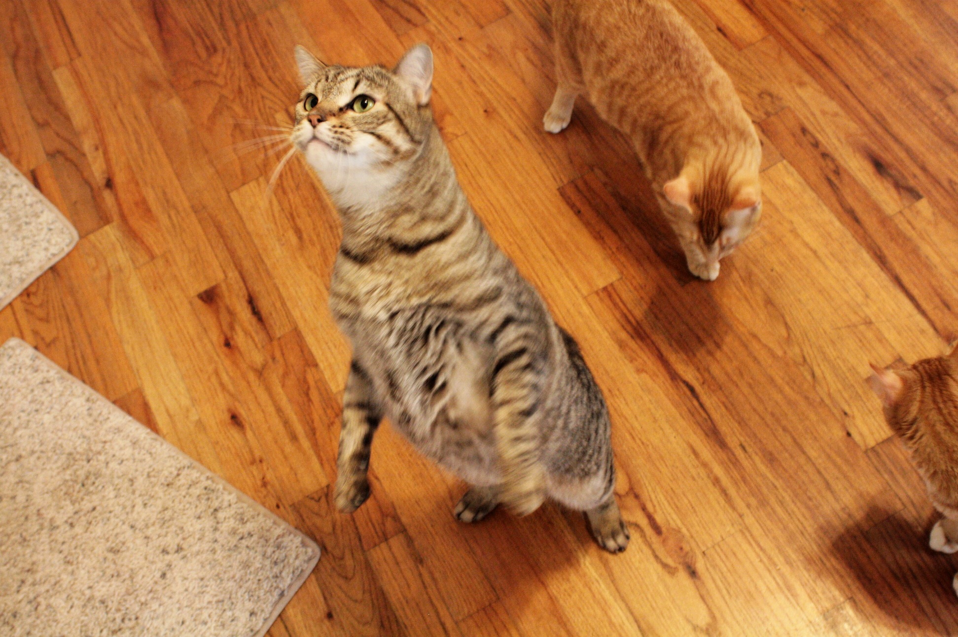 Georgie Is Eager for His Wet Food
