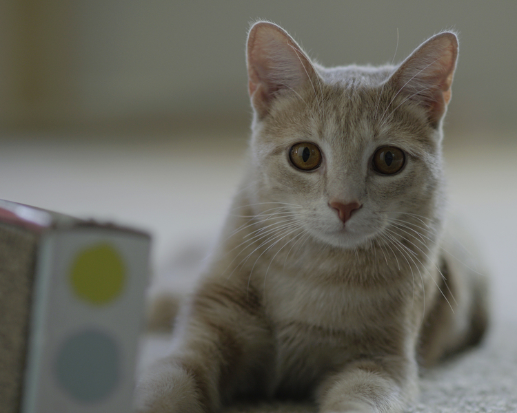 Getting My Girlfriend This Framed Photo of Her Cat That I Took for Christmas