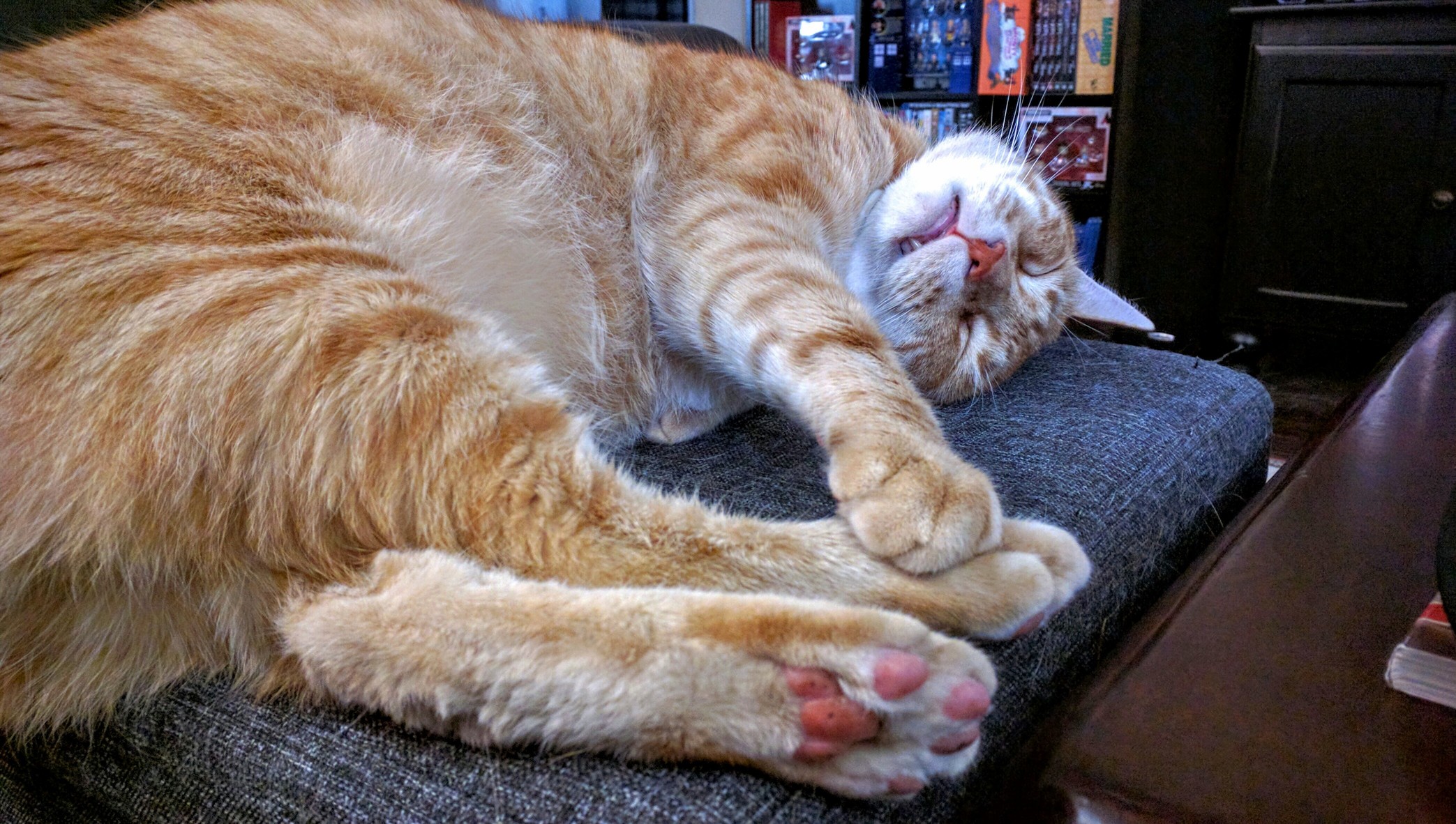 Ginger Beans with a Side of Blep. X-post Rjellybeantoes
