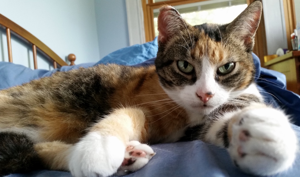 Ginger Makes It Hard to Get Out of Bed in the Morning.