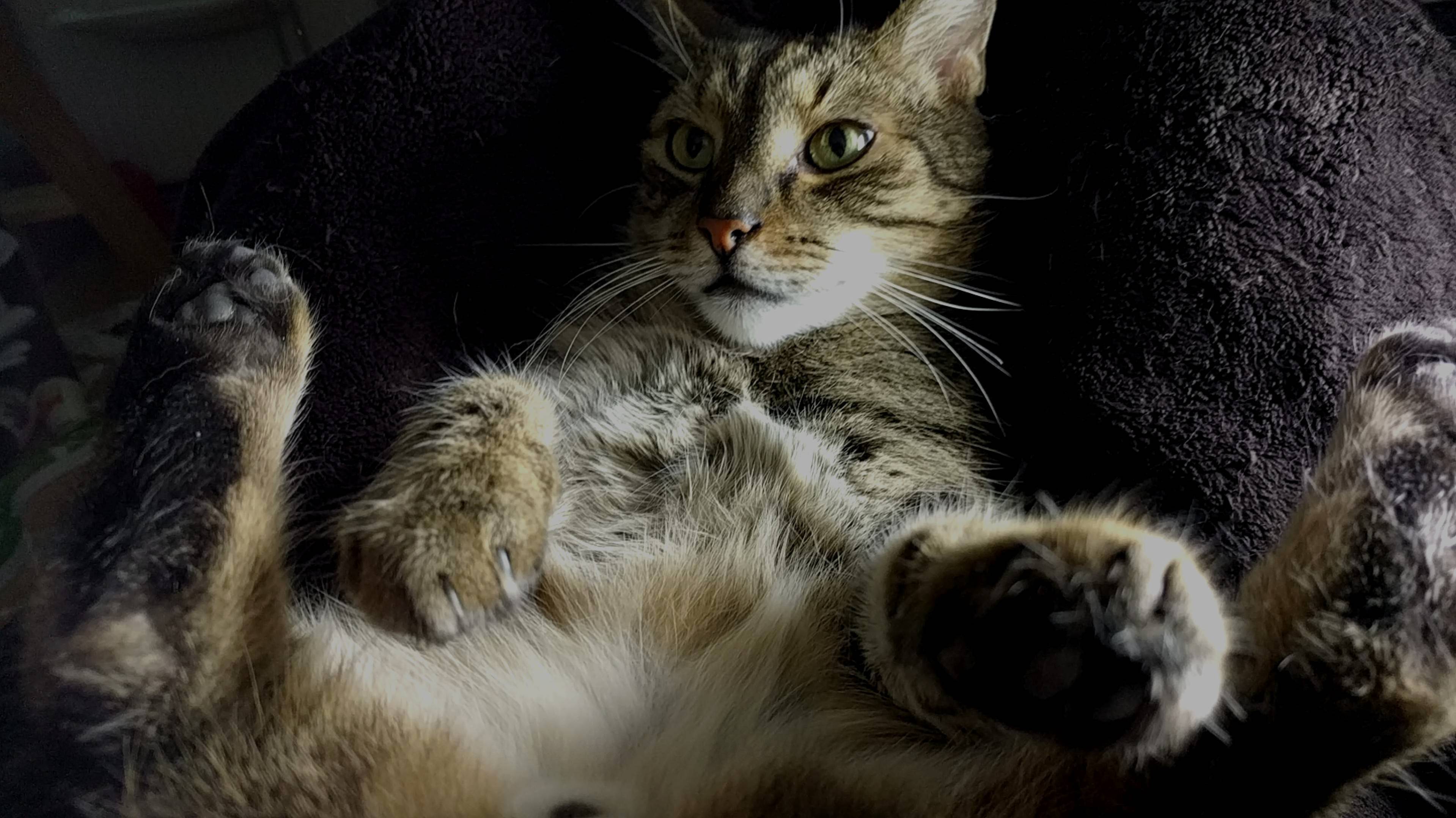 Good Morning Jellybeans