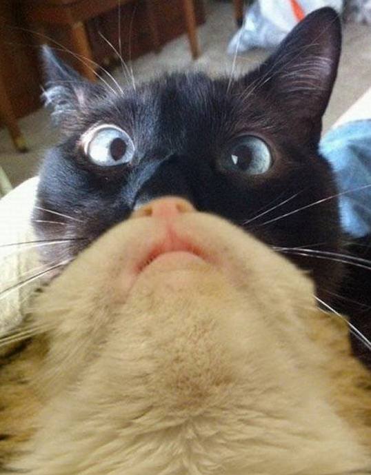 Googled Best Internet Cats Found This