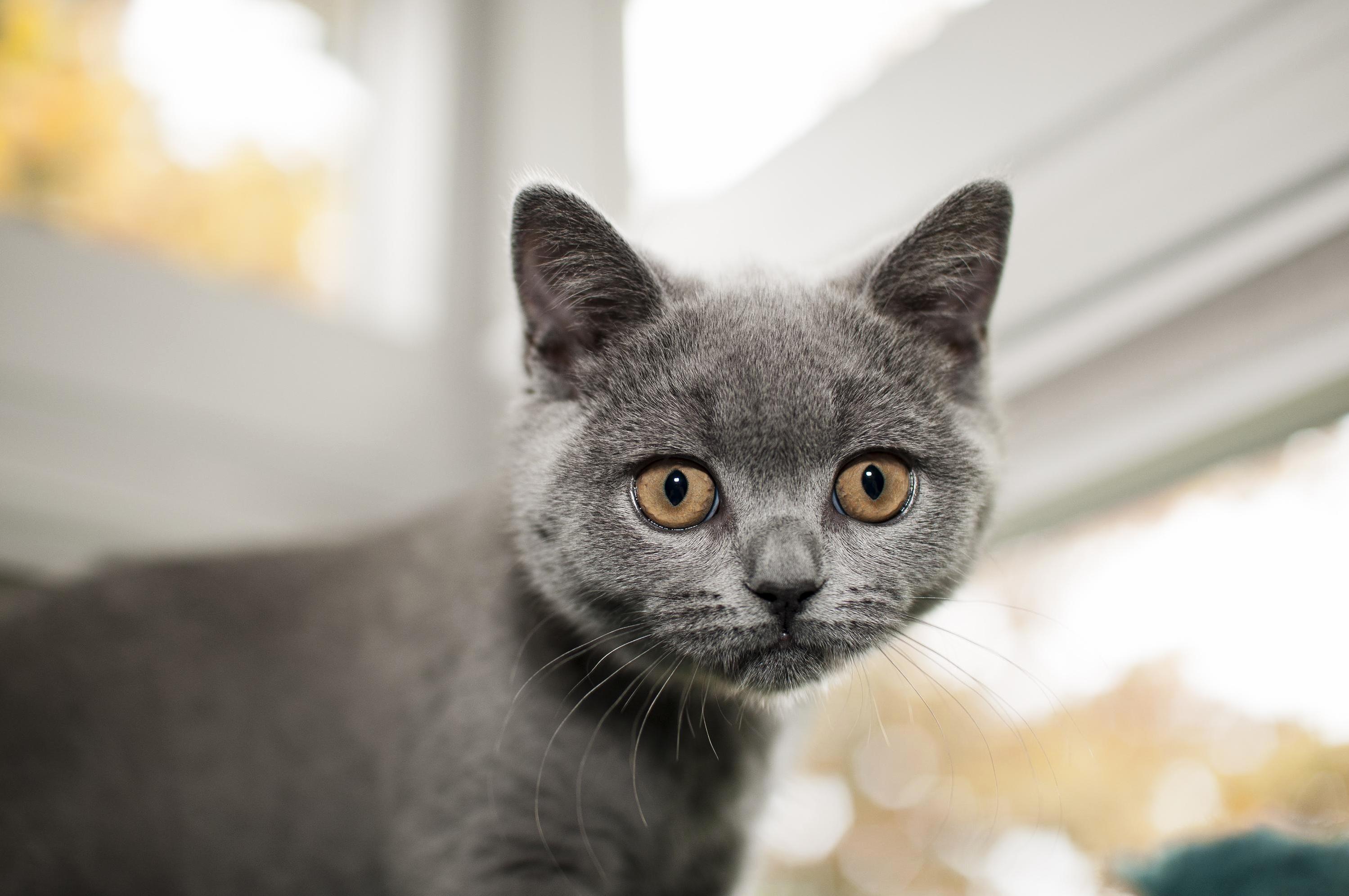 Gorgeous Stella.