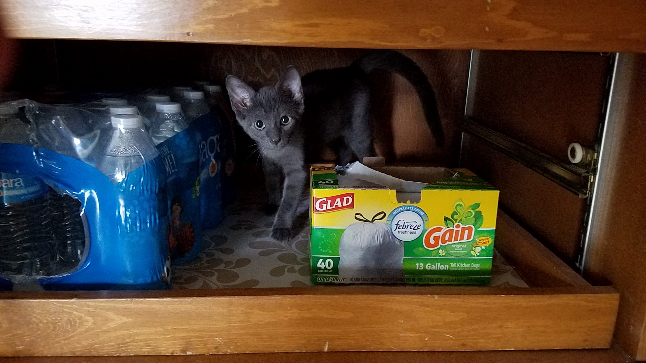 Got a Kitten a Few Weeks Ago. How Do I Keep Him from Chewing on My Fingerstoesother Body Parts Those Needle Teeth and Claws Hurt
