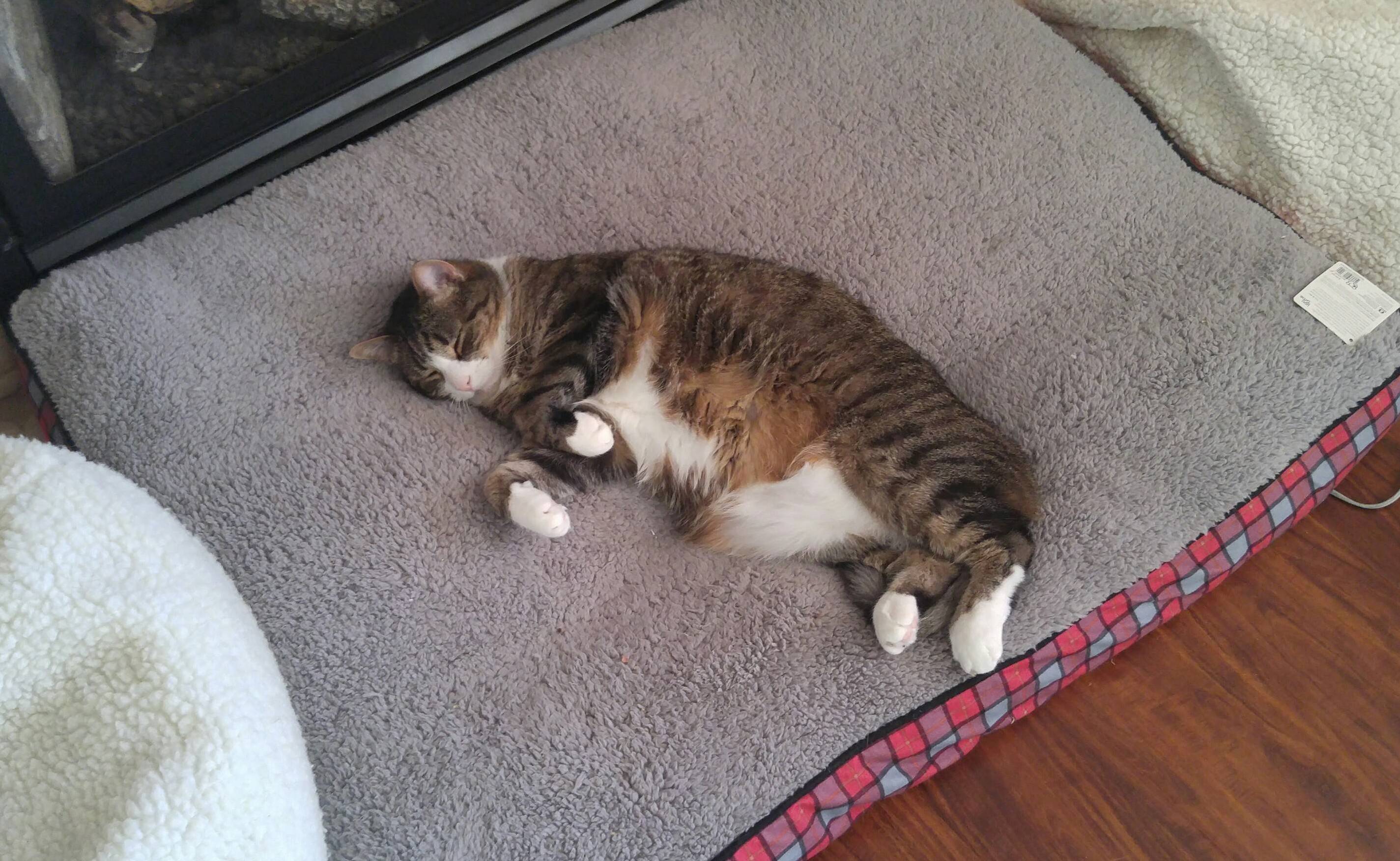 Guess Triscuit Is Starting His Weekend Early