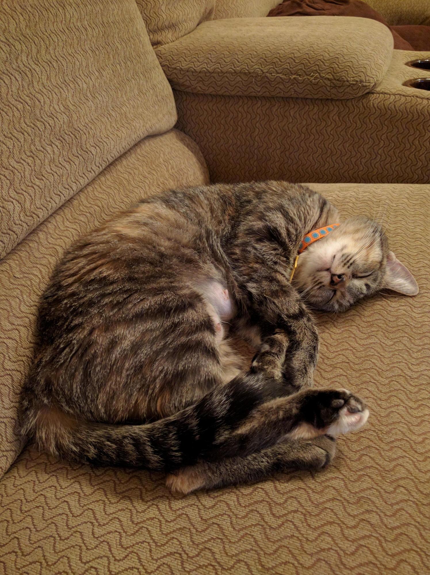 Gumbo Is Tired
