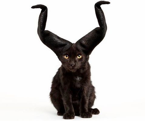 Halloween King Cat