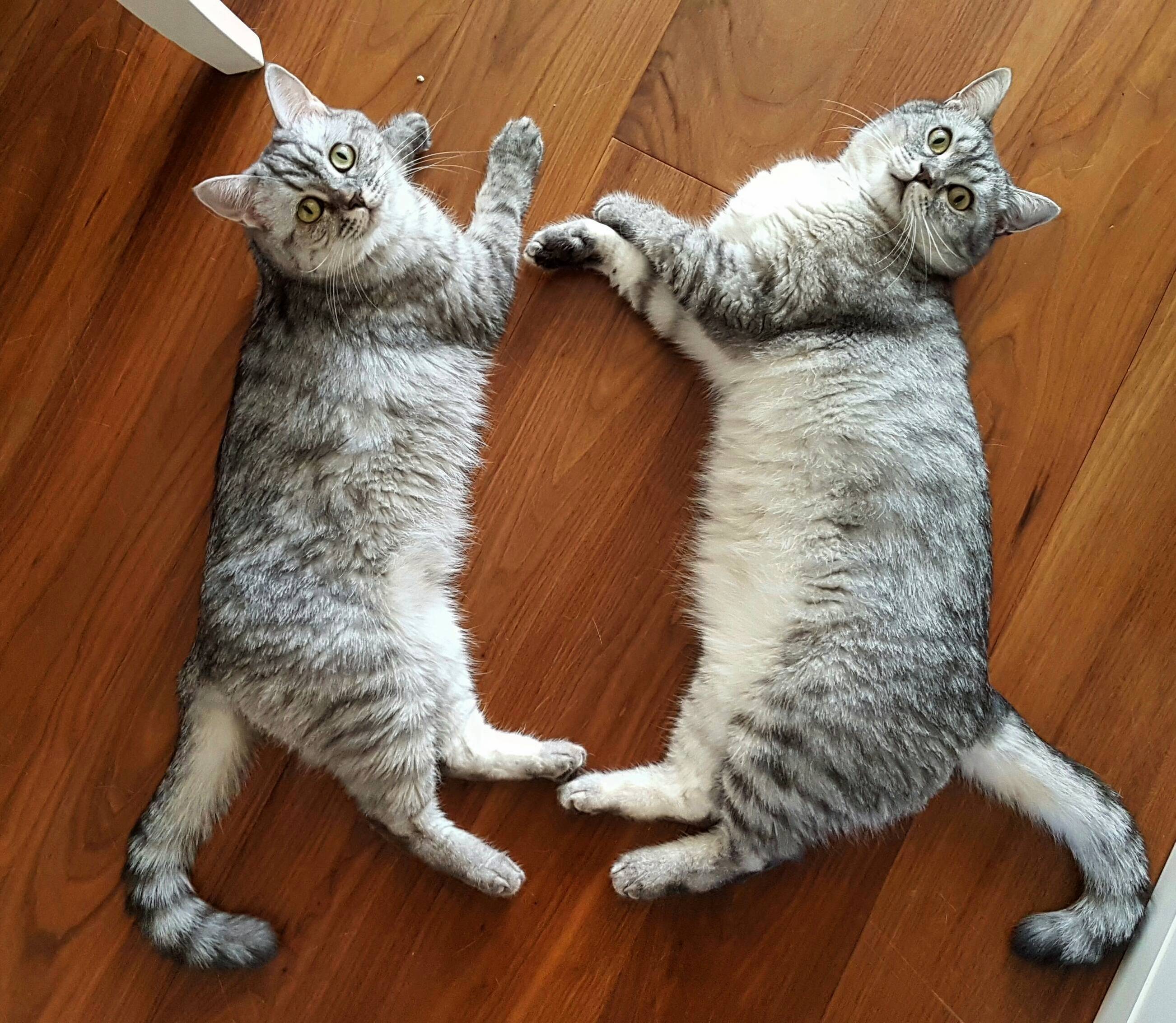 Happy Caturday Muffins and Waffles