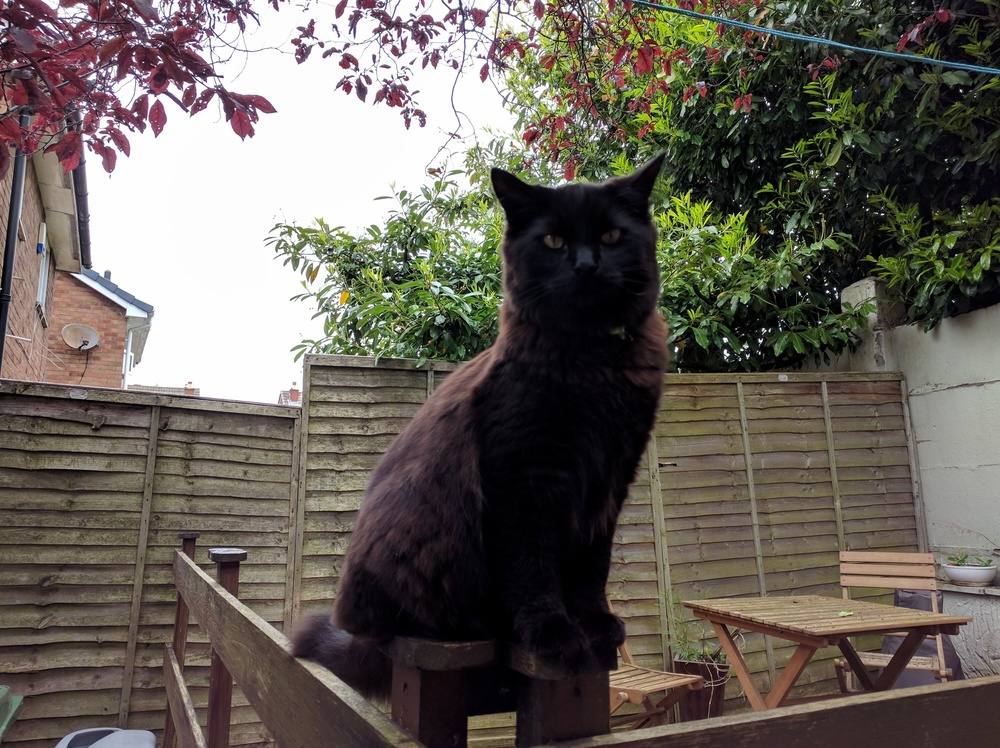 Has Anyone Ever Had a Cat That Was Terrified of a Collar or Possibly a Bell on the Collar