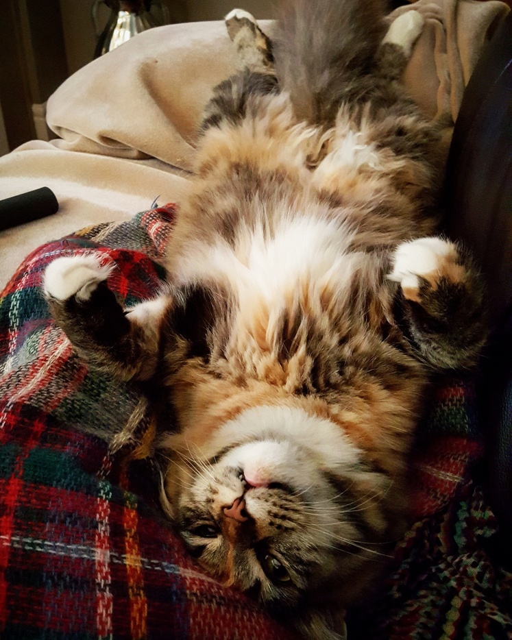 Have Some Floof to Make Your Day Better.