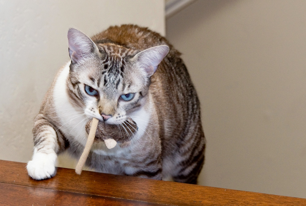 He Carries This Toy Mouse Around While Howling to Announce His Victorious Hunt