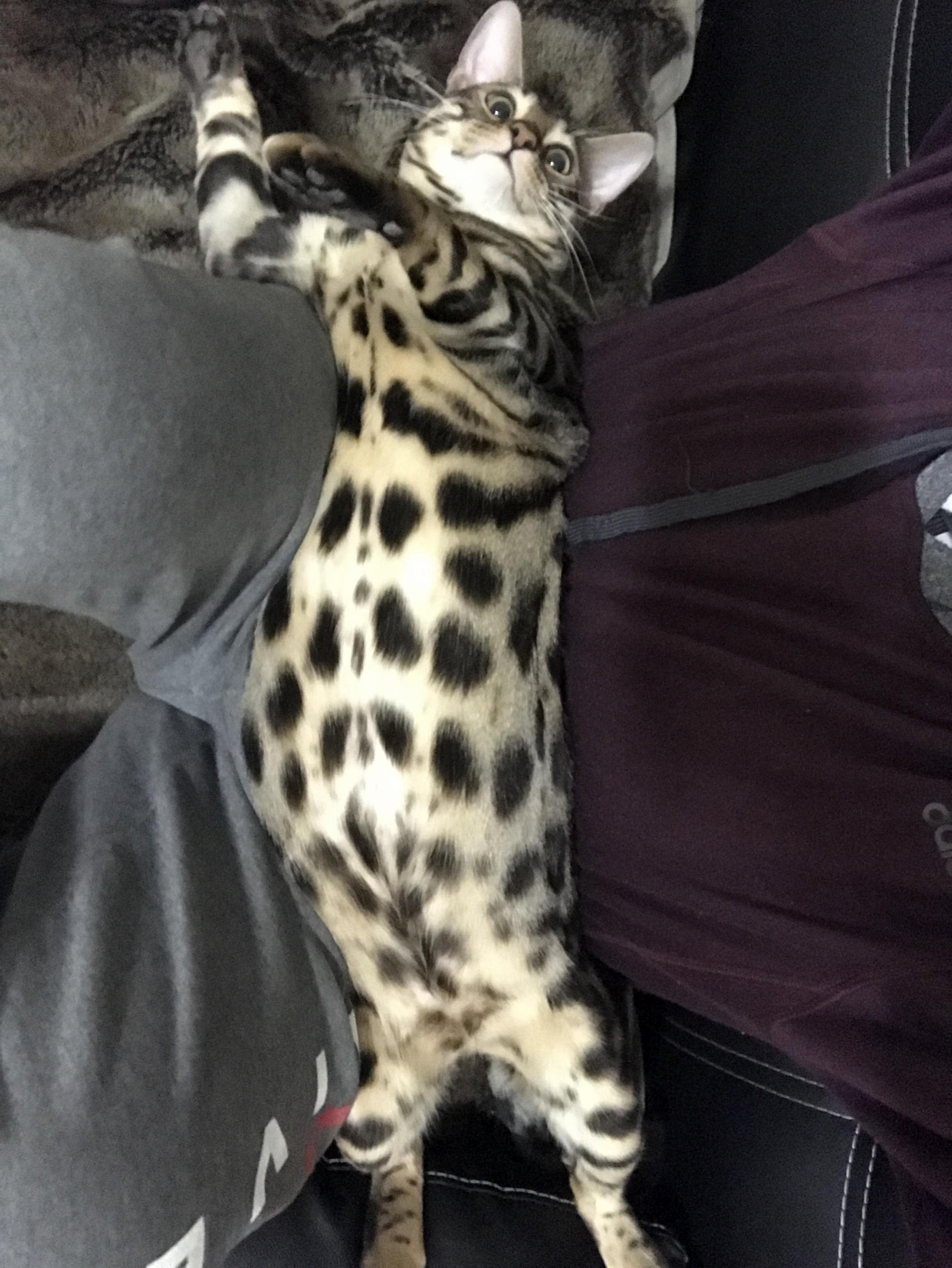 He Likes to Lay Across My Lap Like This