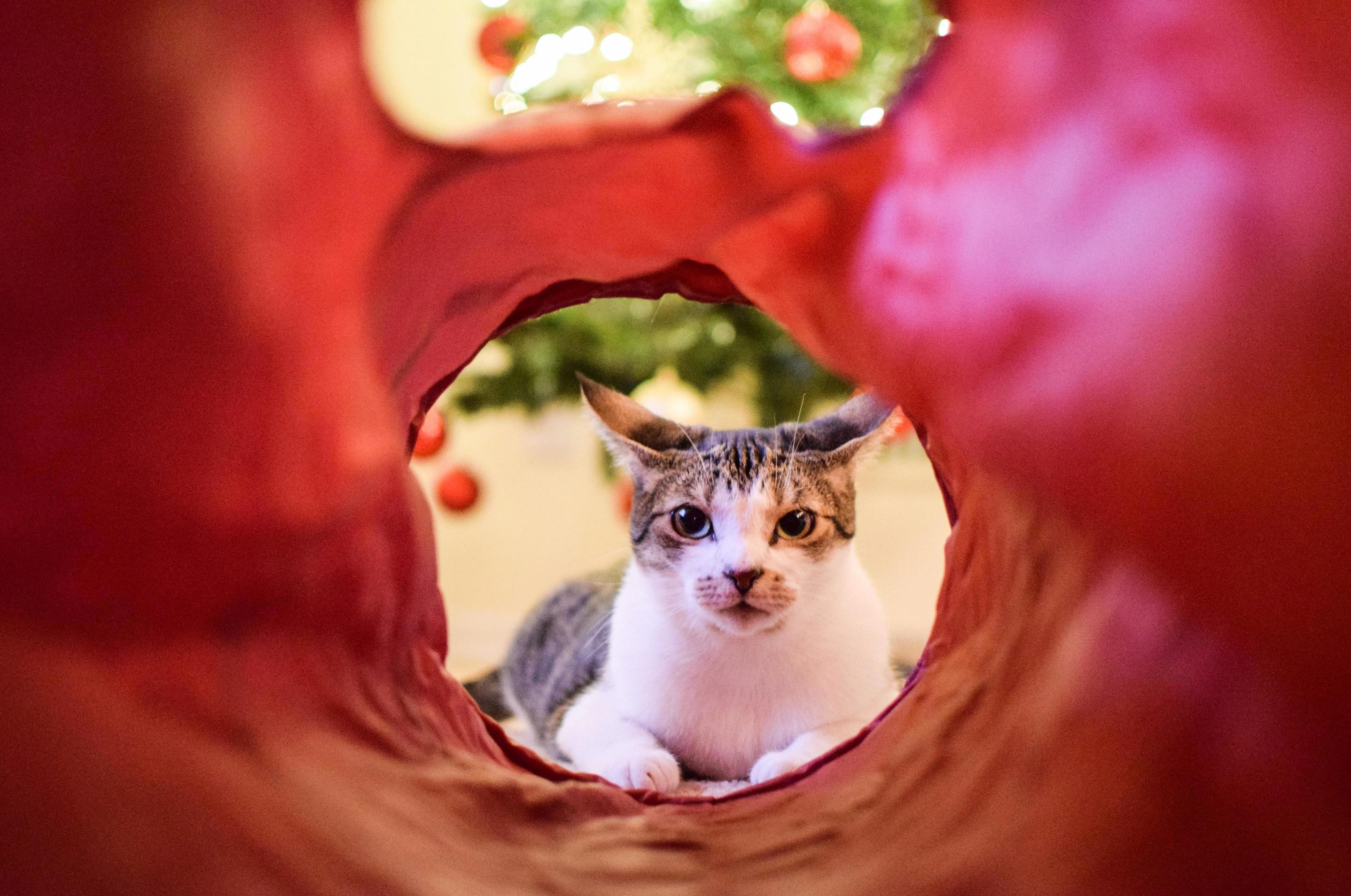 He Loves Staring at Me Through His Tunnel