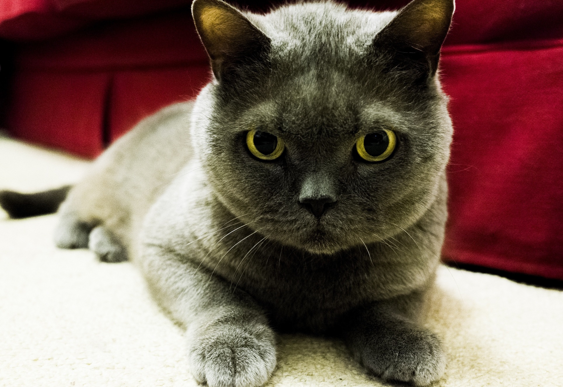 He Thinks Looking Innocent Is Easier Than Being Innocent