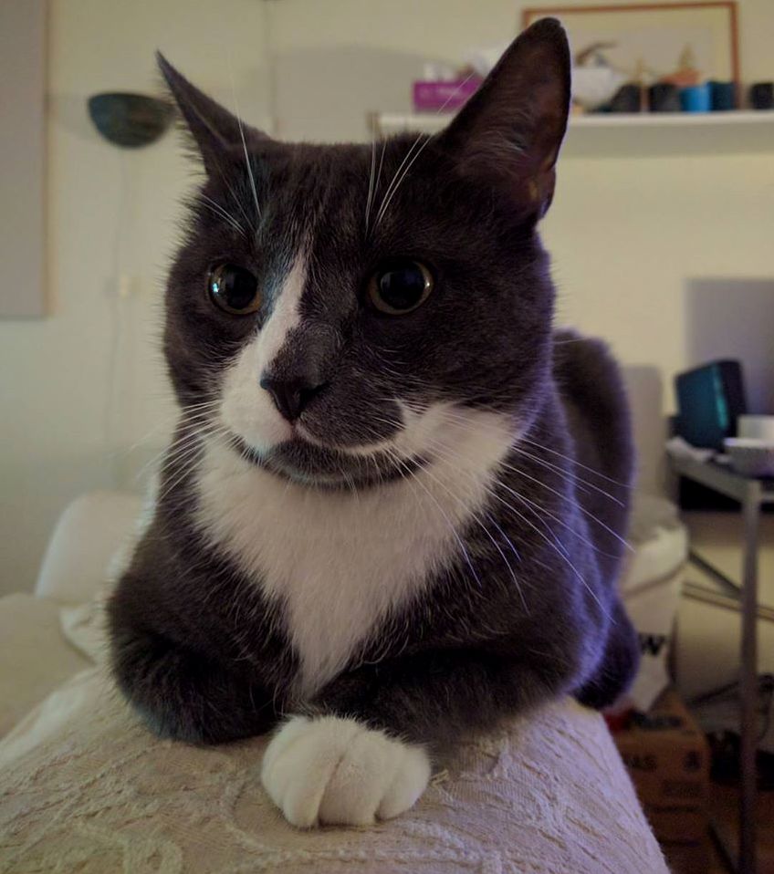 Heart-shaped Fluff