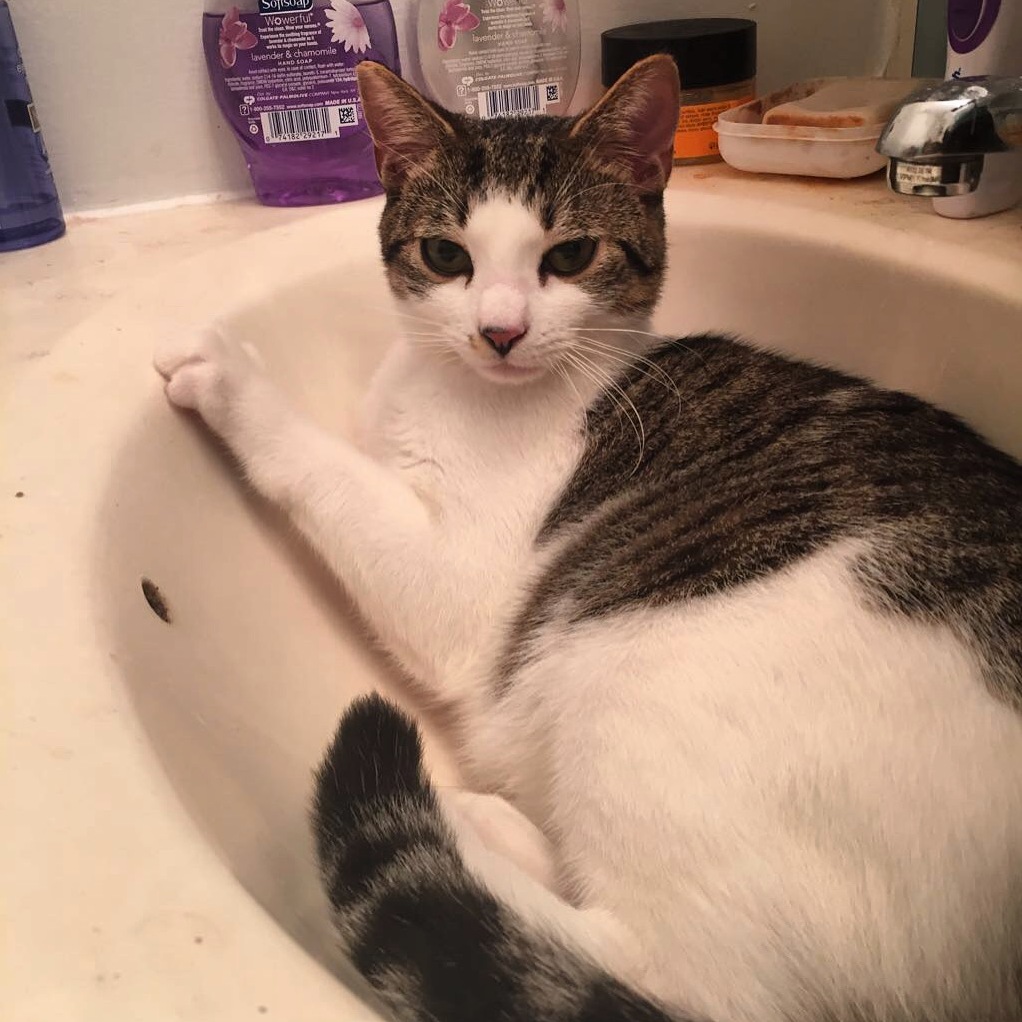 Hello Human. This Is My Sink Now.