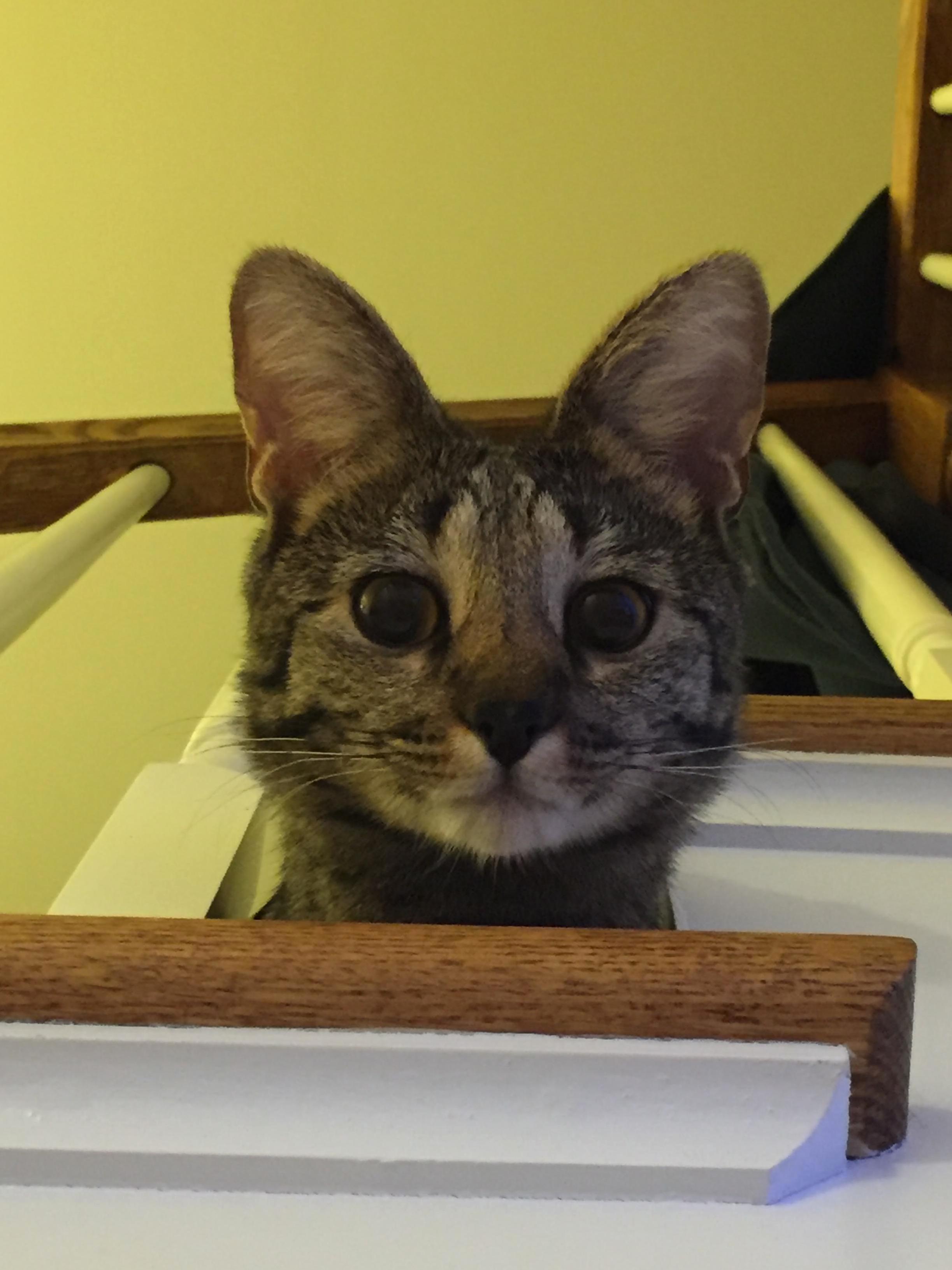 Hello Human