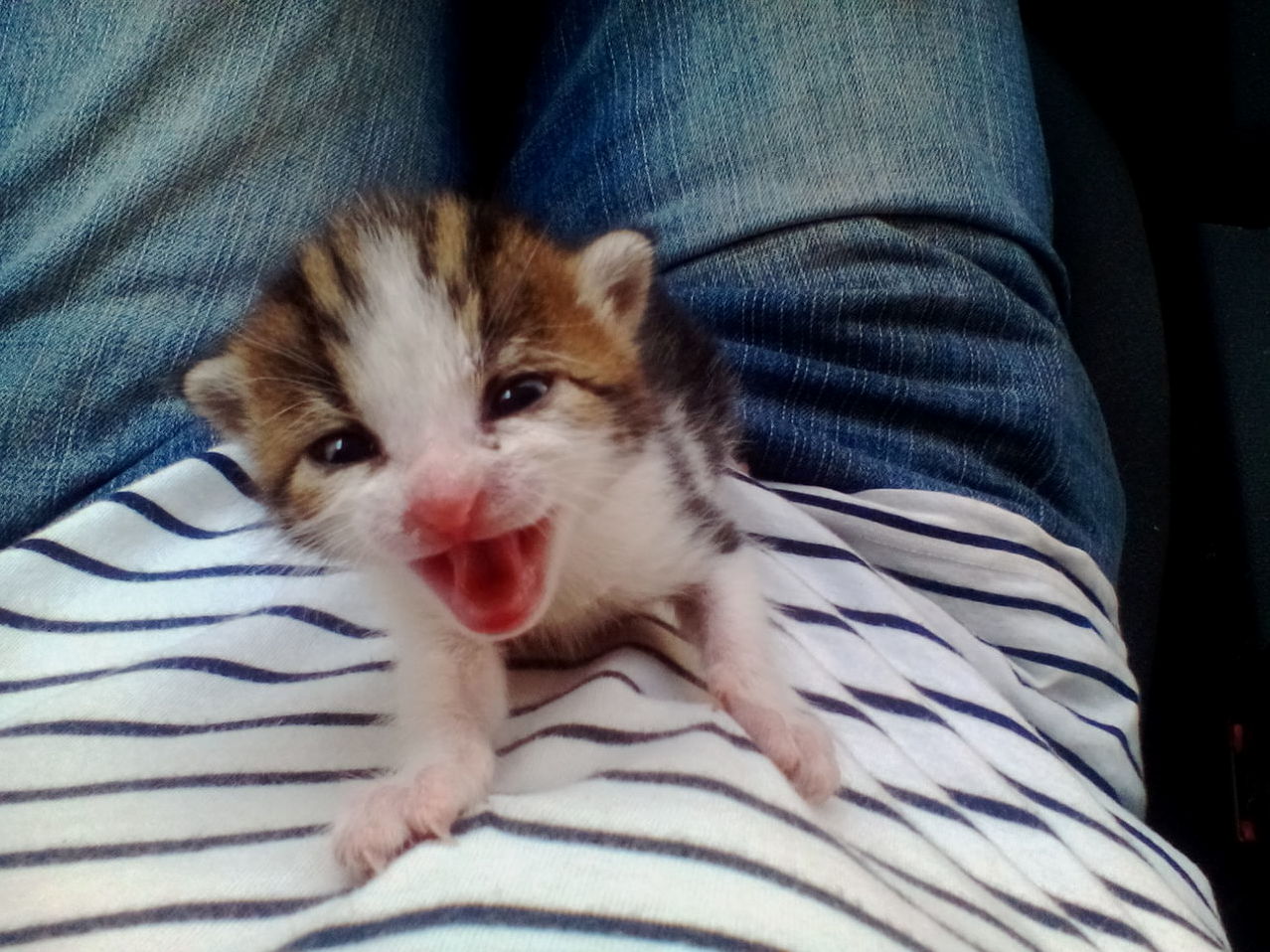 Help Asap Need Instructions on How to Take Care of a 2 to 3 Weeks Old Kitten