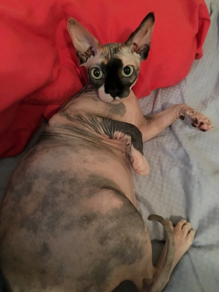 Help I Need Help Training My Cat Not to Wipe Her Butt on the Carpet...