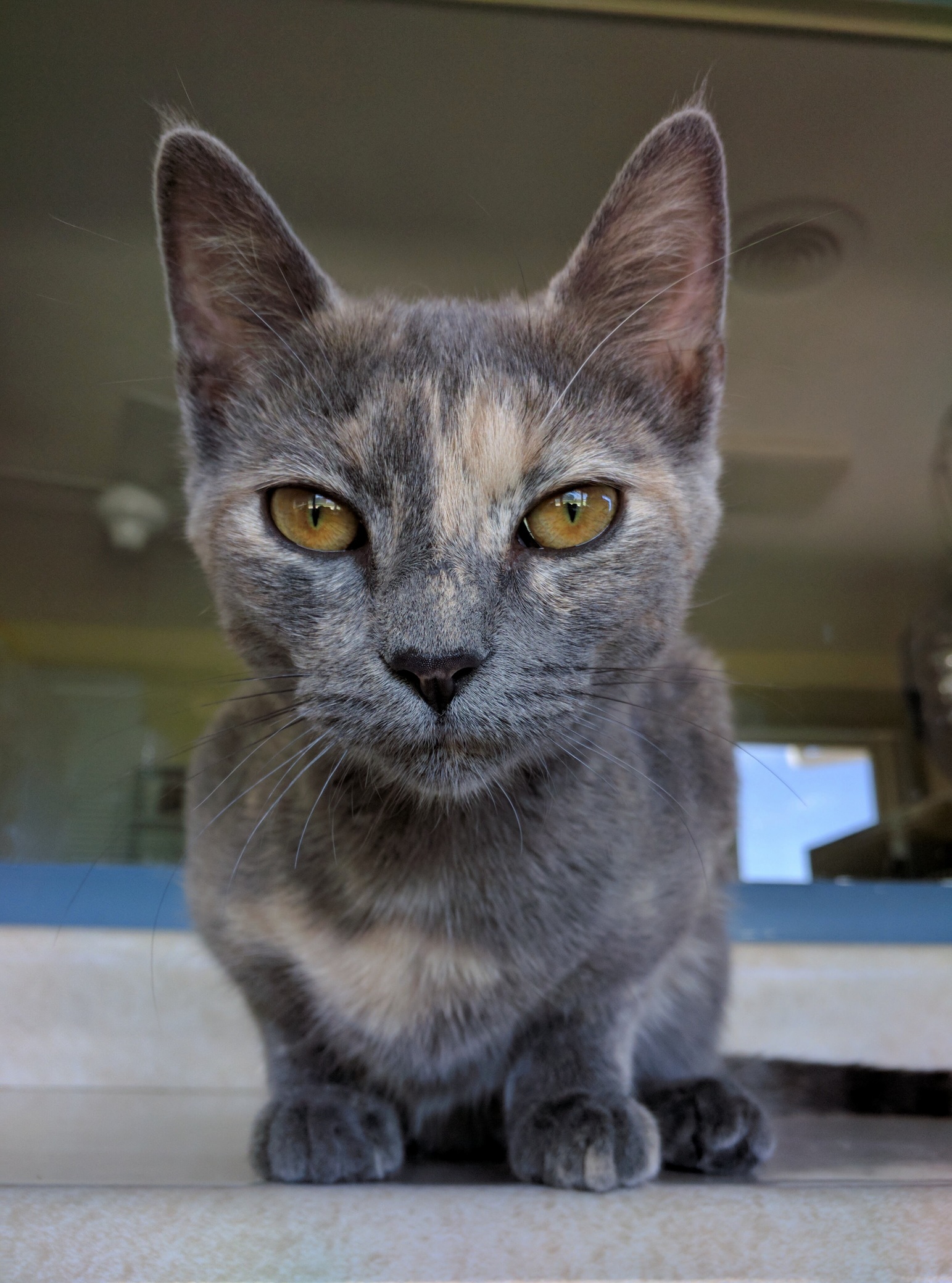 Helped Out at the Shelter Today Meet Victoria