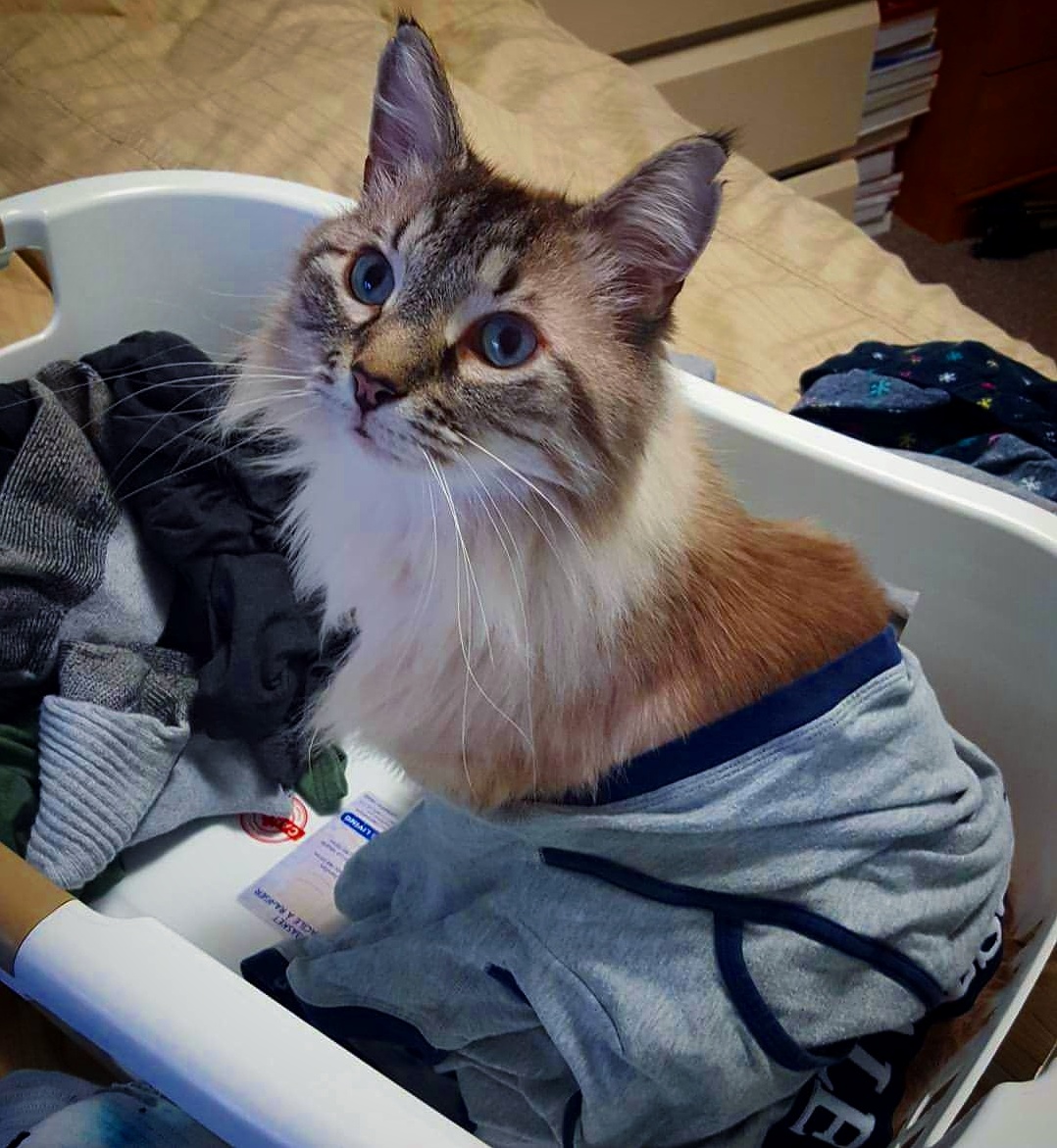 Helping with Laundry