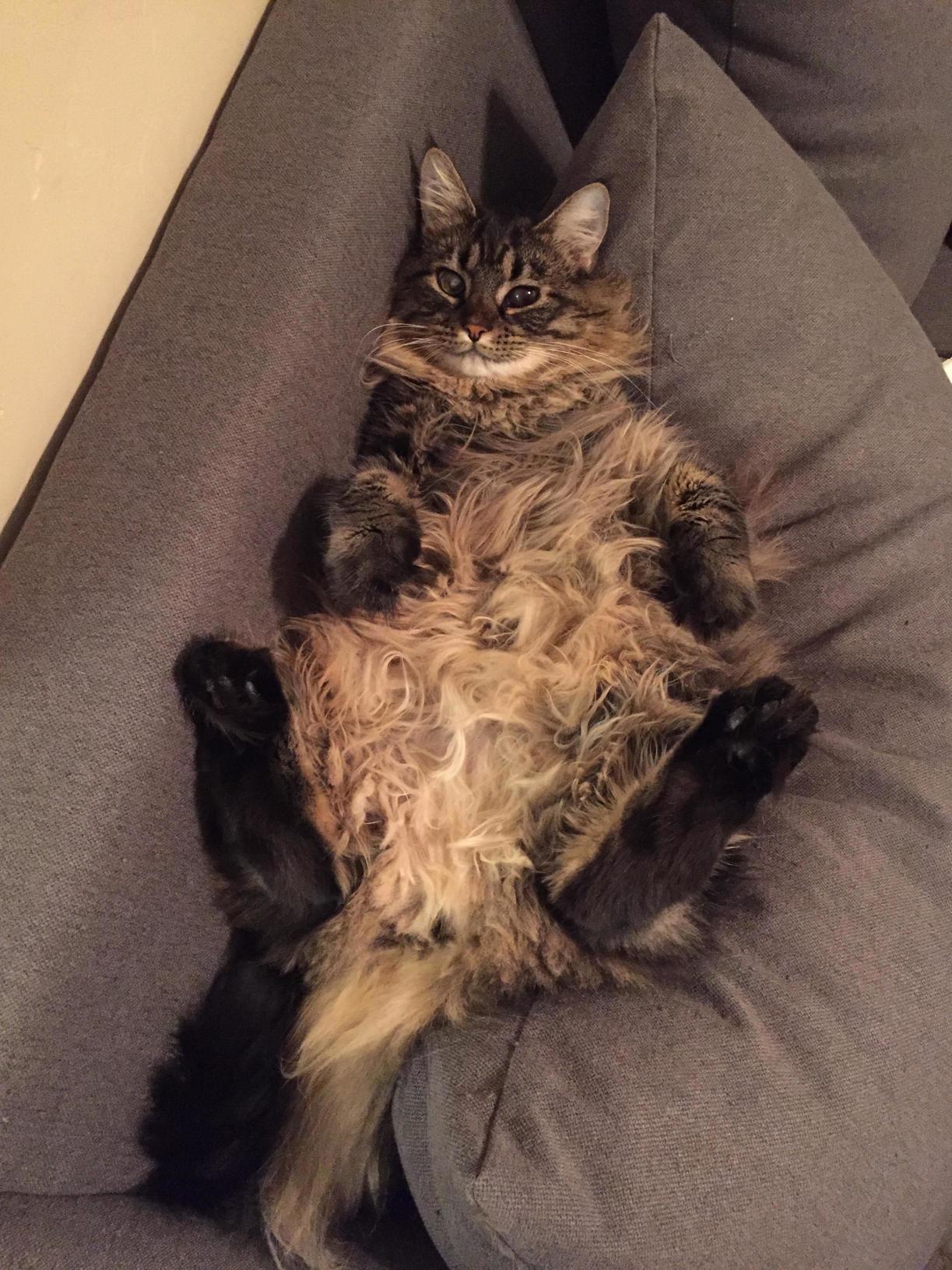 Her Belly Fur Gets Ruffled Whenever She Gets in This Position.