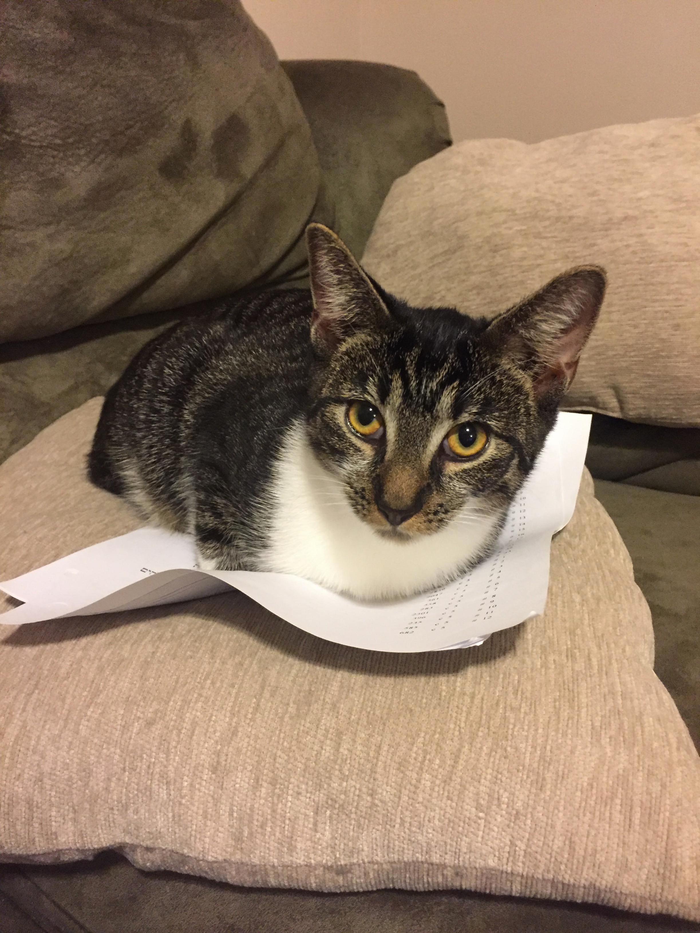 Heres Cokie She Loves Studying Hebrew with Me