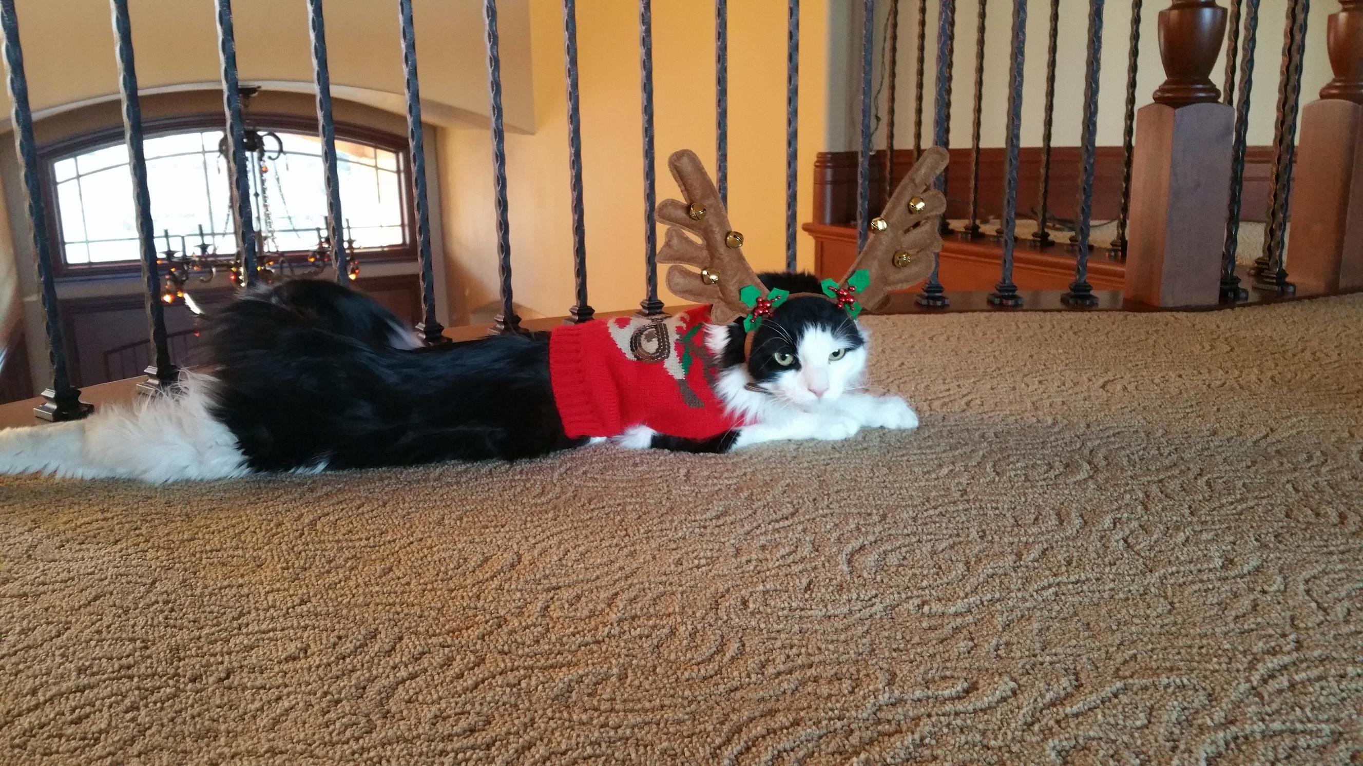 Hes Going to Guide Santas Sleigh Tonight