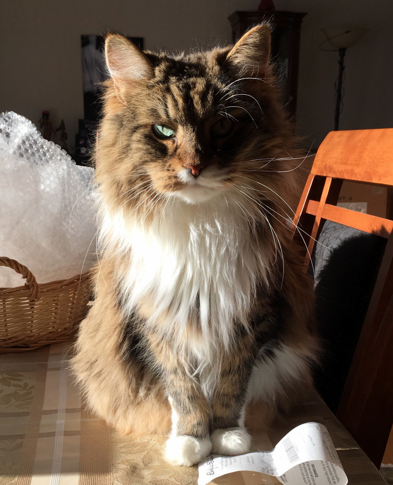 Hey Honey Did You Get the Cat Chow at the Store
