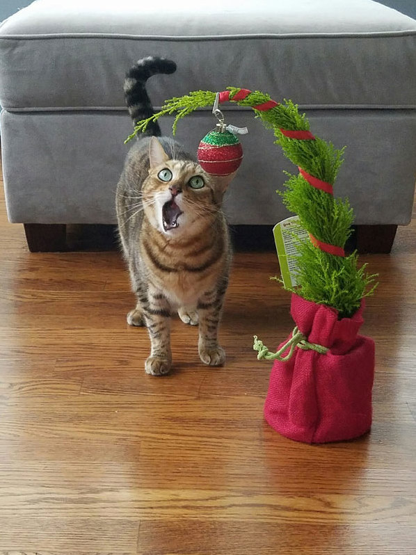 Hey Hooman I Can Haz Carolin