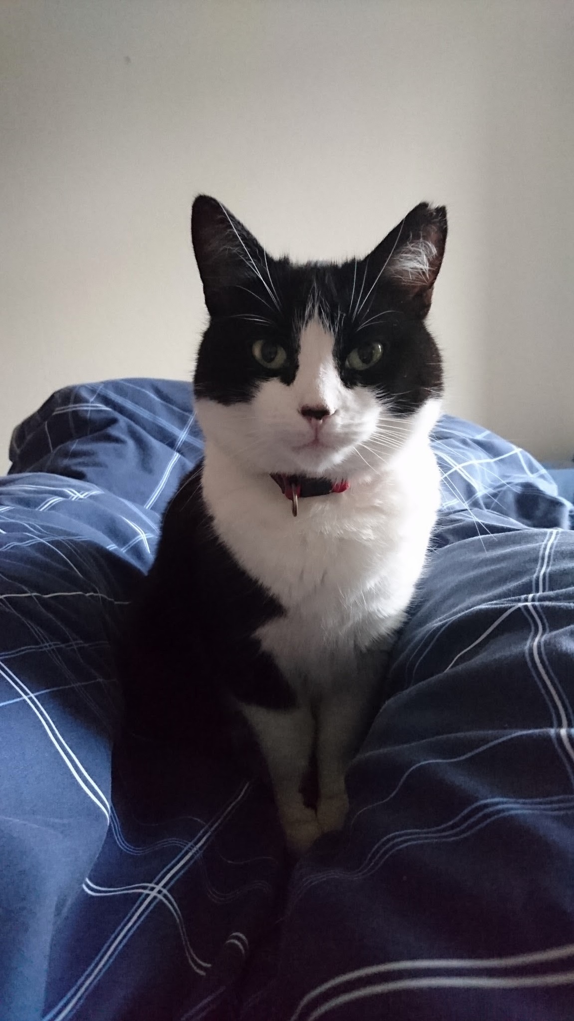 Hi Wake Up Its Time to Pet Me