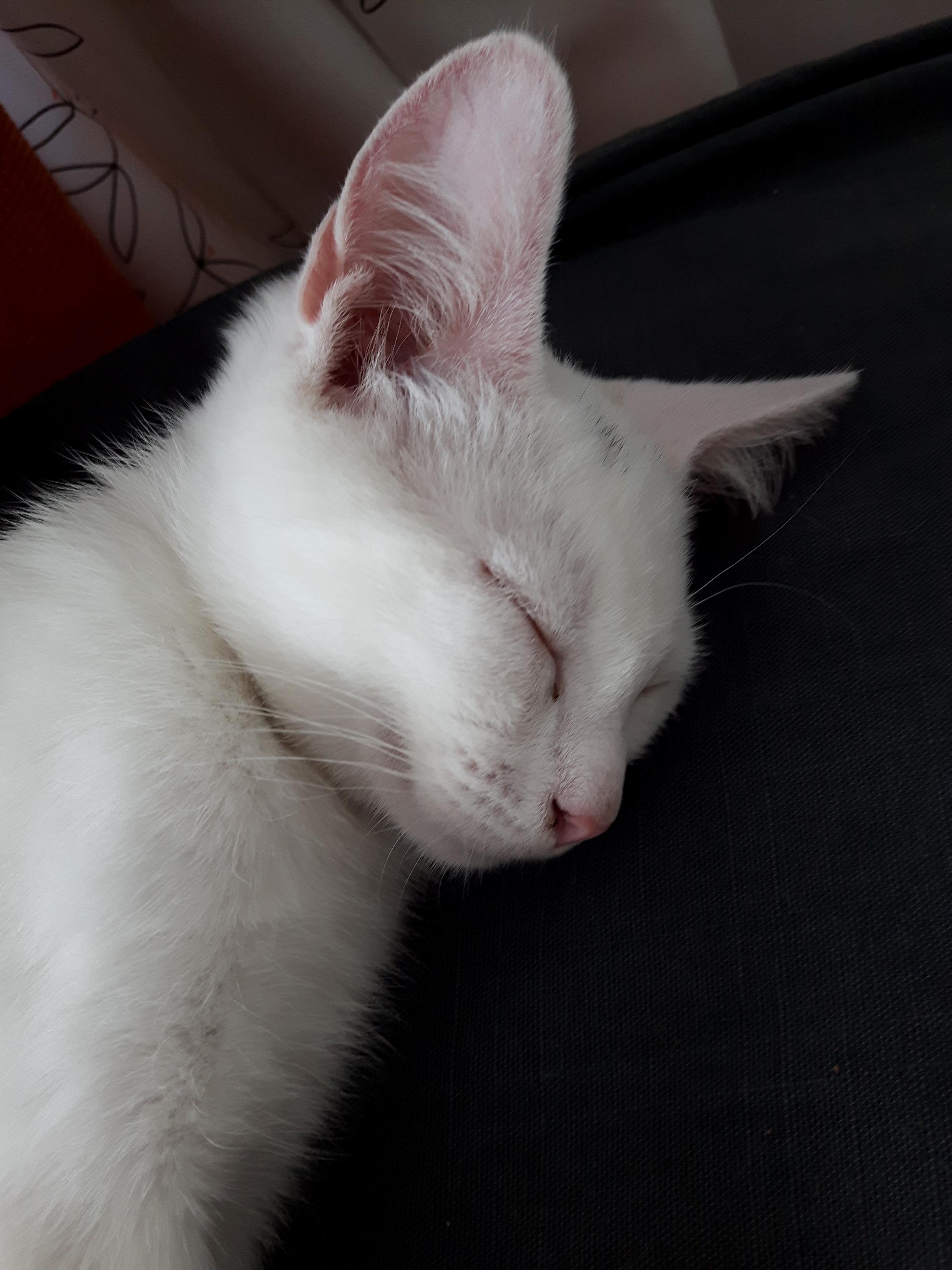 His Ears Were Pretty Big for His Head