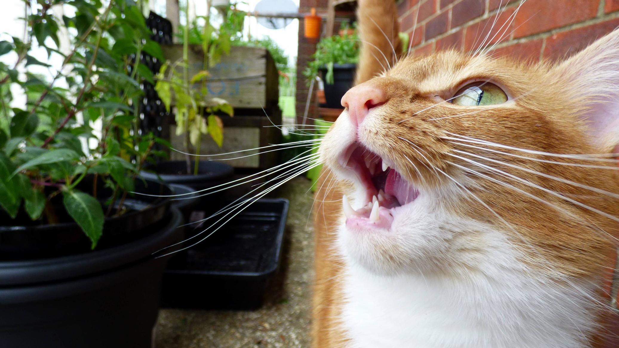 Horatio King of the Jungle.