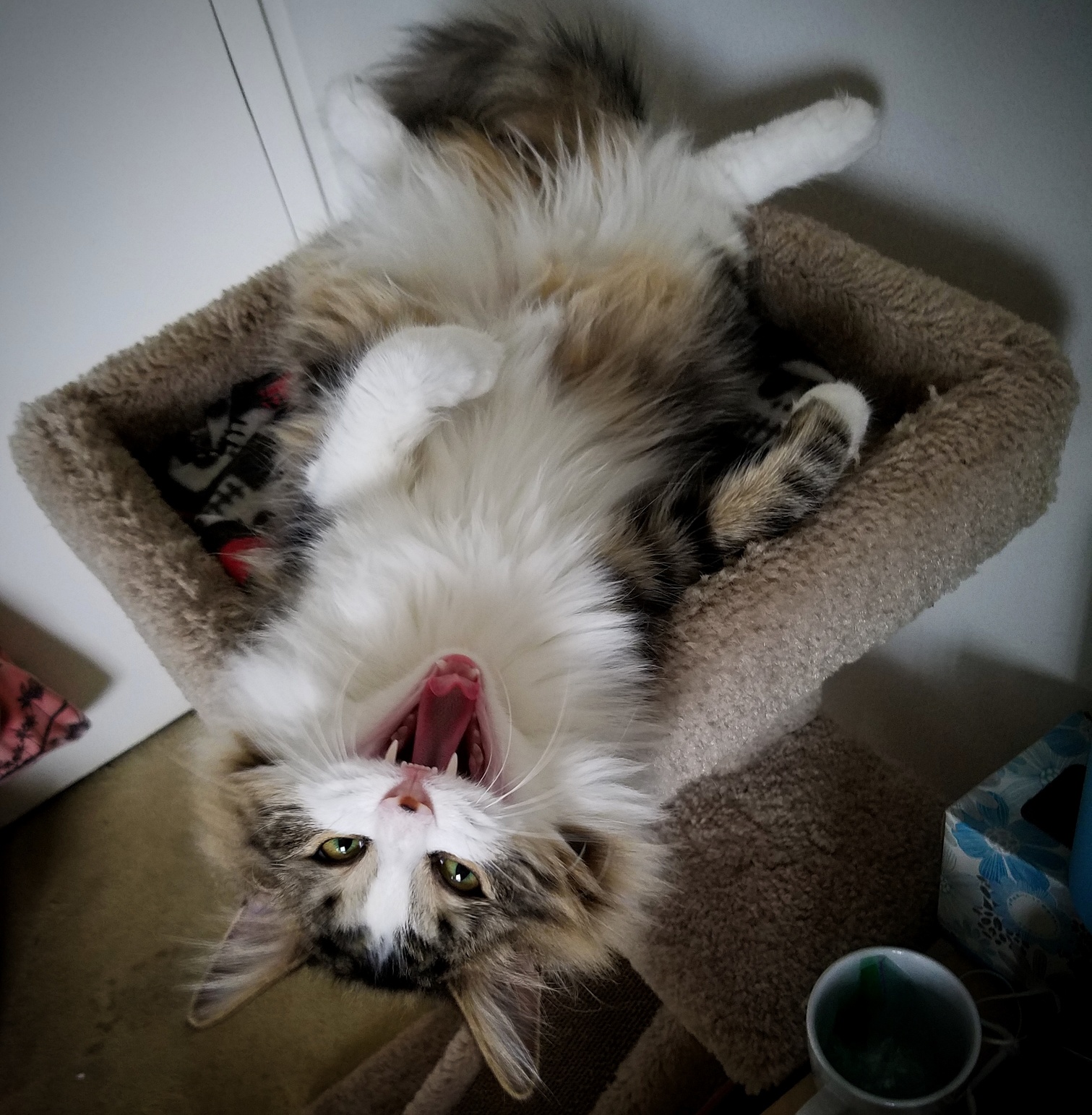 How Dare You Wake Me from My Slumber