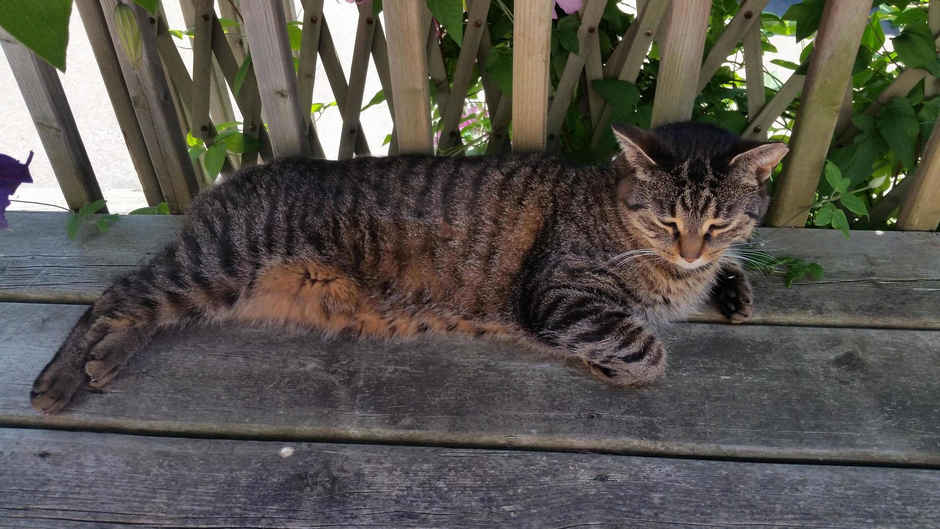 How to Know If Your Cats Coat Is Healthy