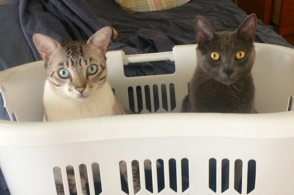 Human Pick Up Da Basket