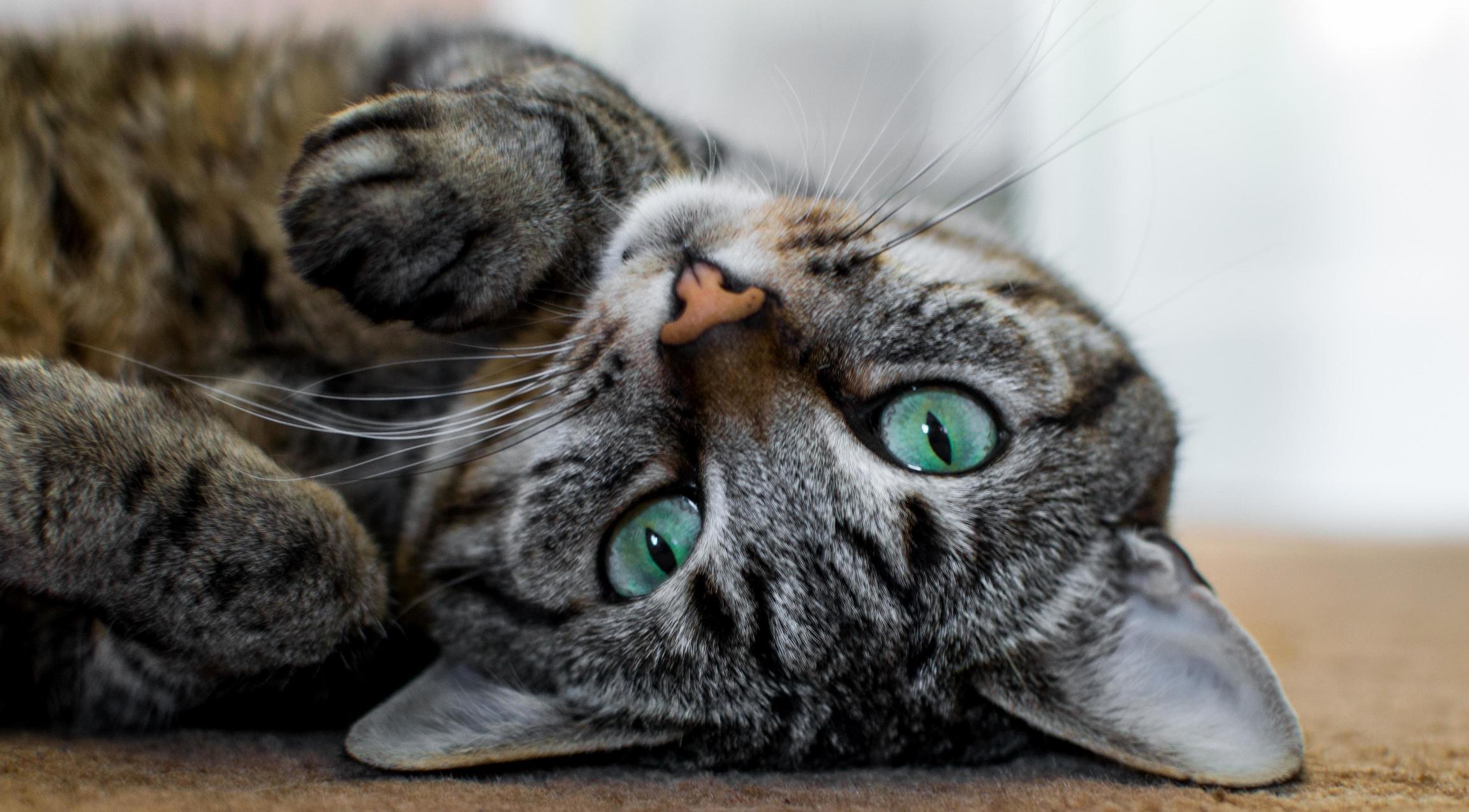 Human Why Are You Upside Down