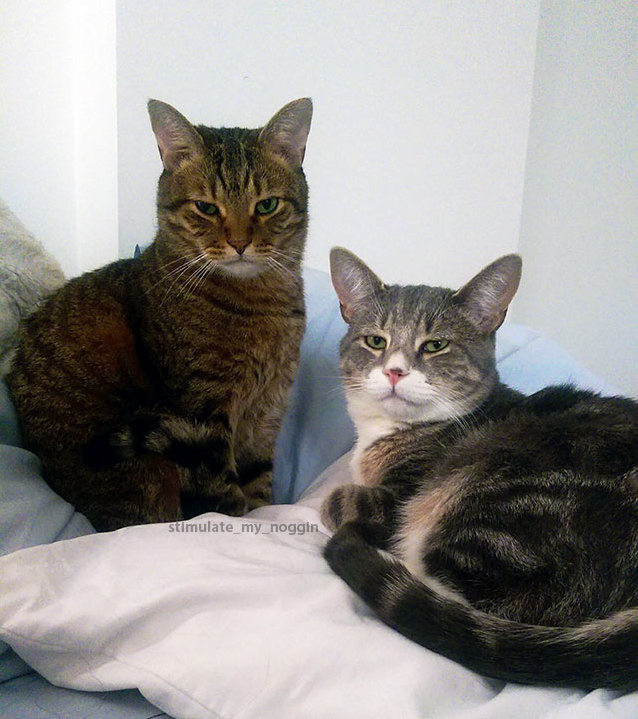 I Accidentally Interrupted a Very Important Cat Meeting. Tigger and Merlin Cat Were Not Pleased.