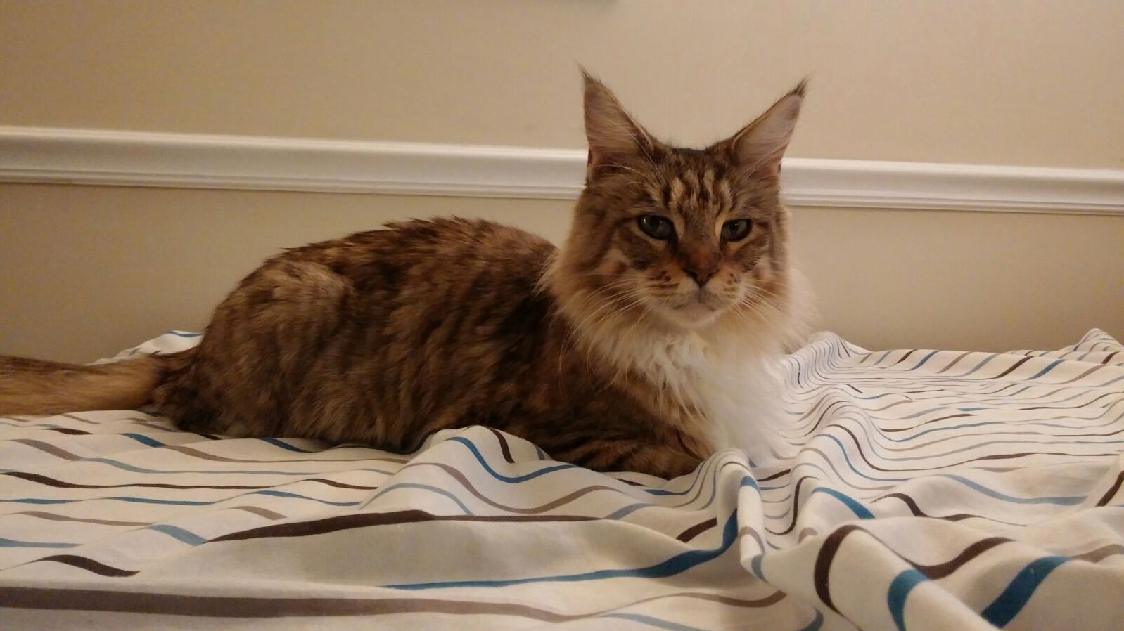I Adopted Her Today and Shes Already Acting Like She Owns the Place