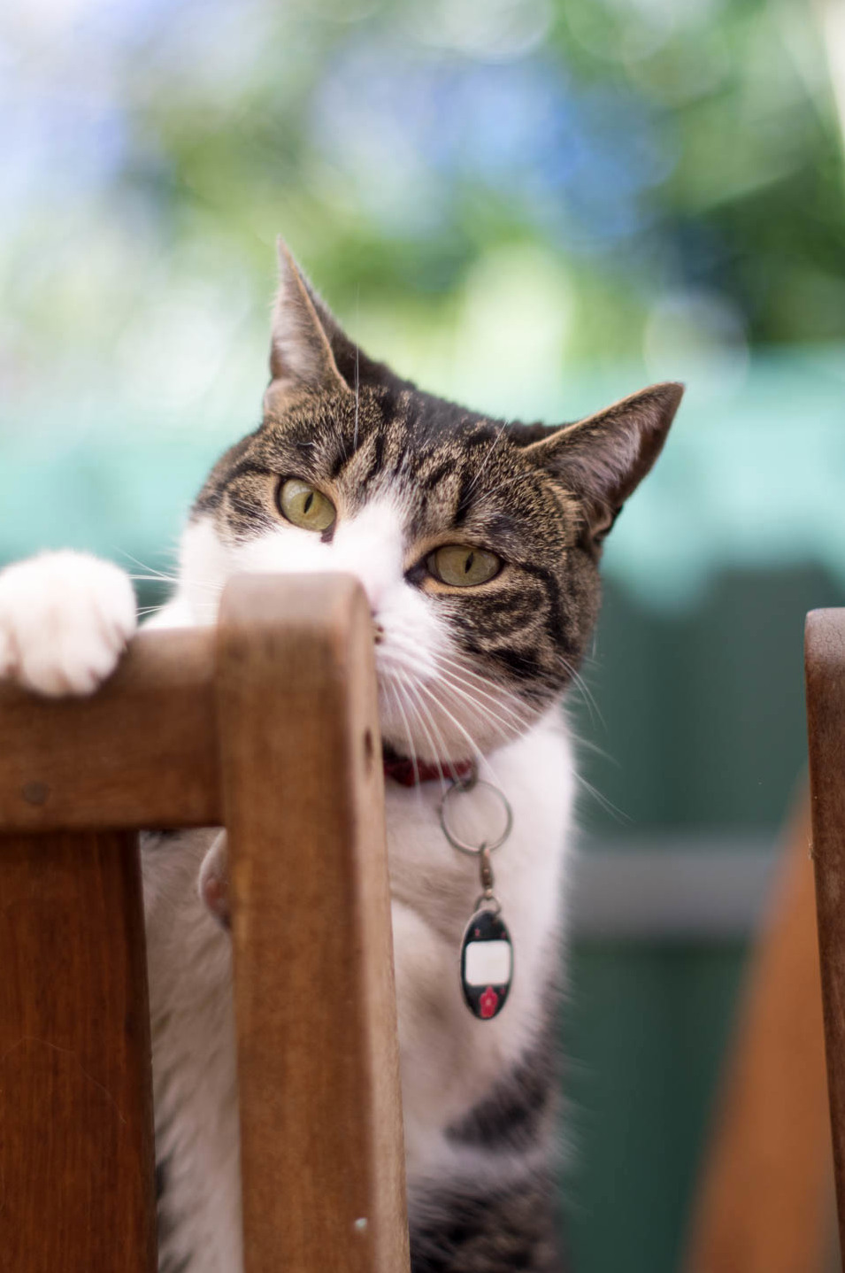 I Also Upgraded My Camera Recently. This Is Curie.