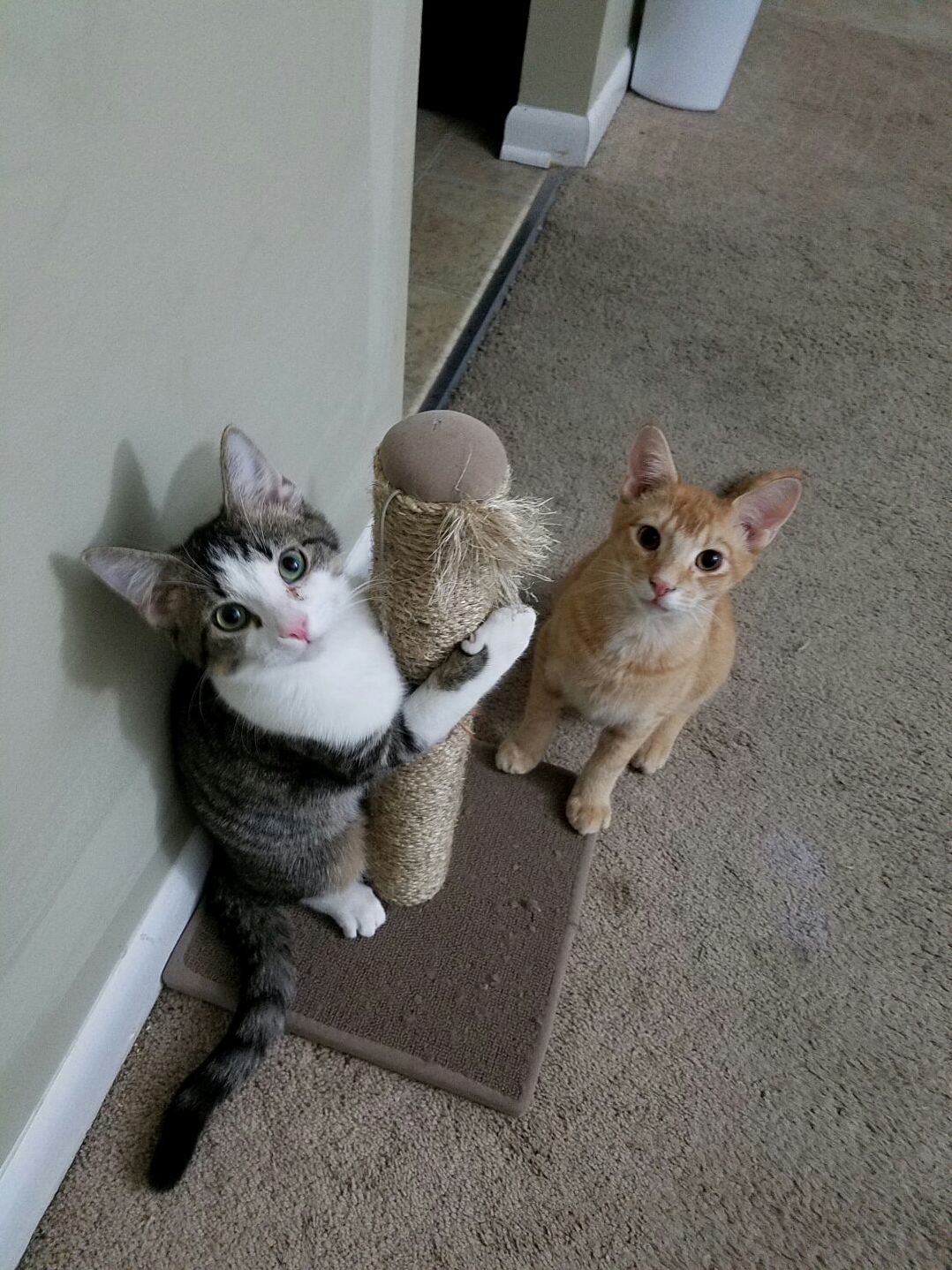 I Am a New Dad...got These Guys from My Local Humane Society