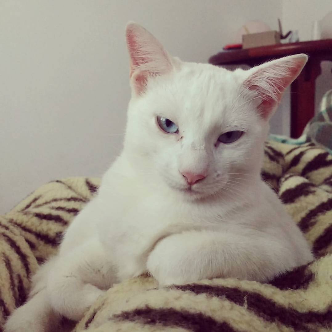 I Am Disappointed Human.